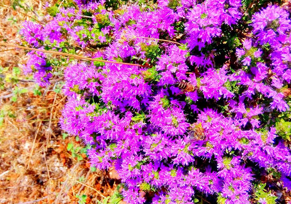 Thyme Honey 1kg