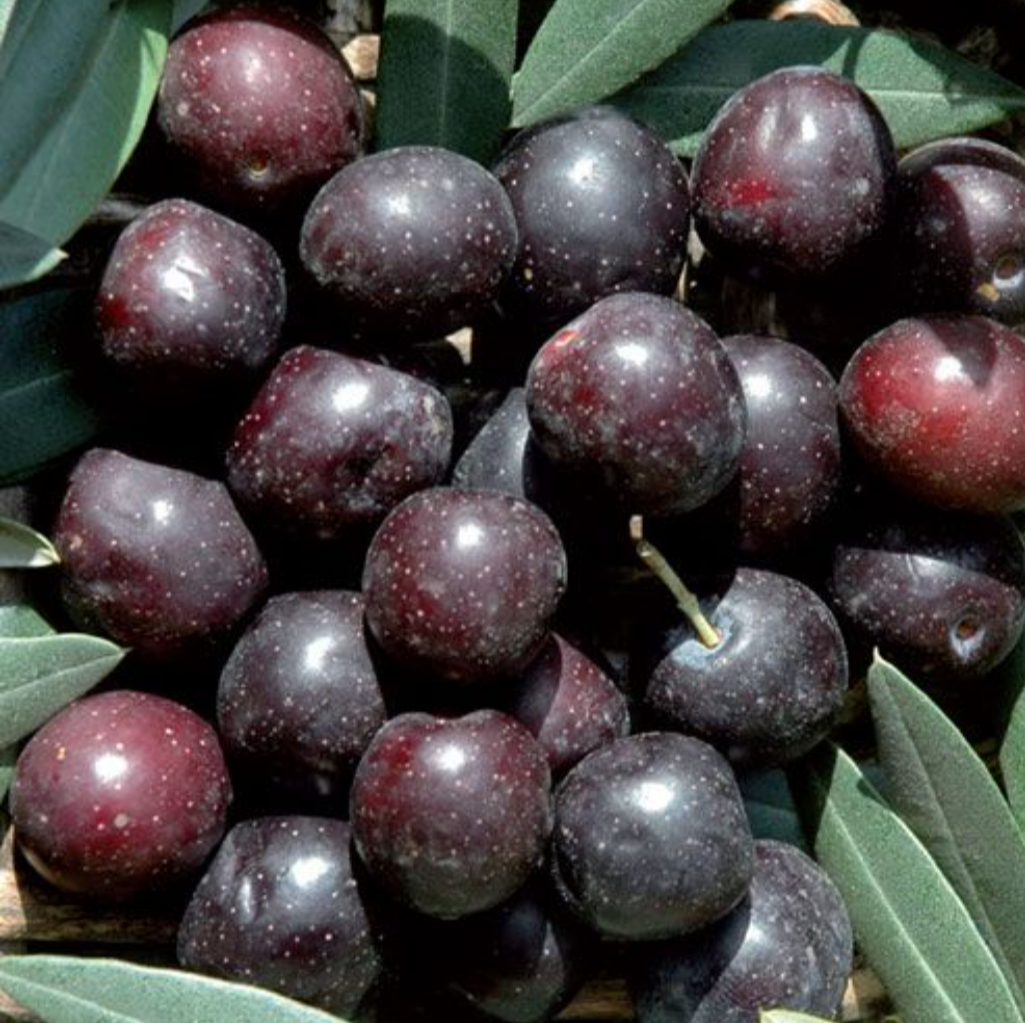 Sweet Nolche Olives , 2023 crop, from Bisceglie