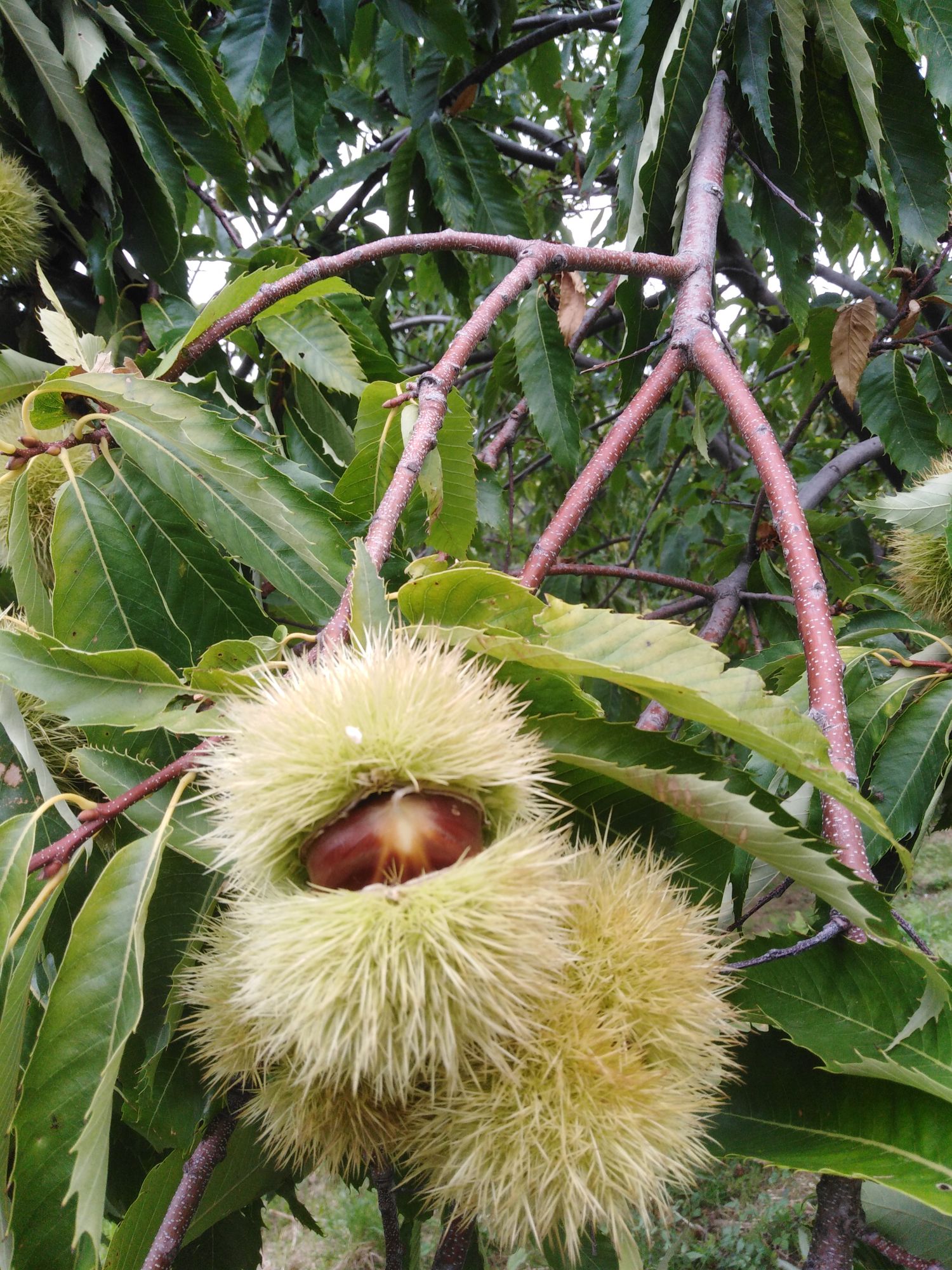 Kissavos organic Chestnuts