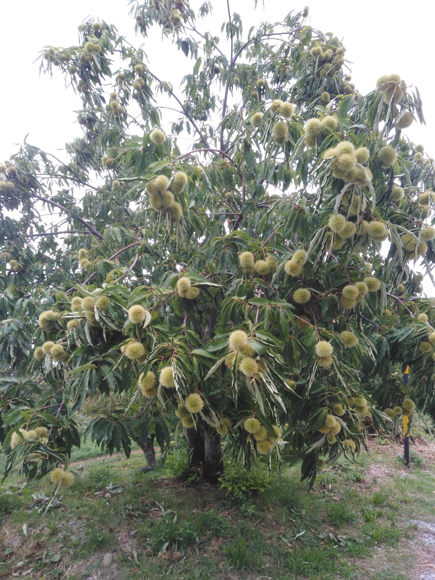 Kissavos organic Chestnuts