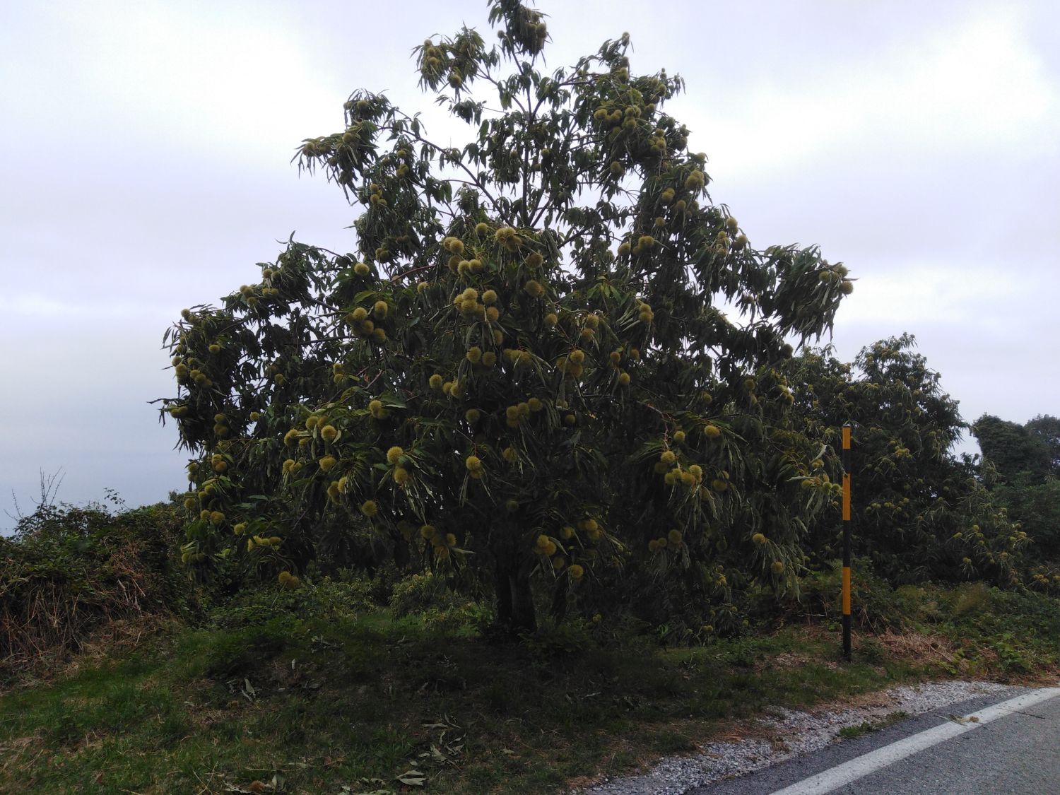 Kissavos organic Chestnuts