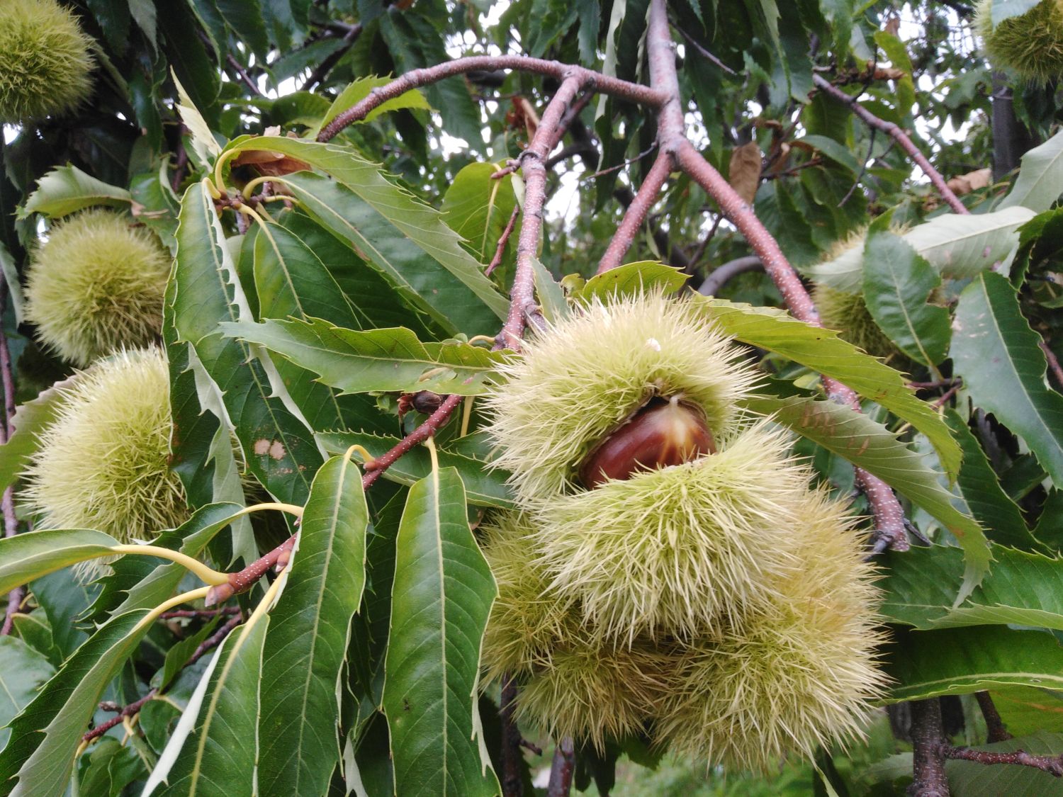 Kissavos organic Chestnuts