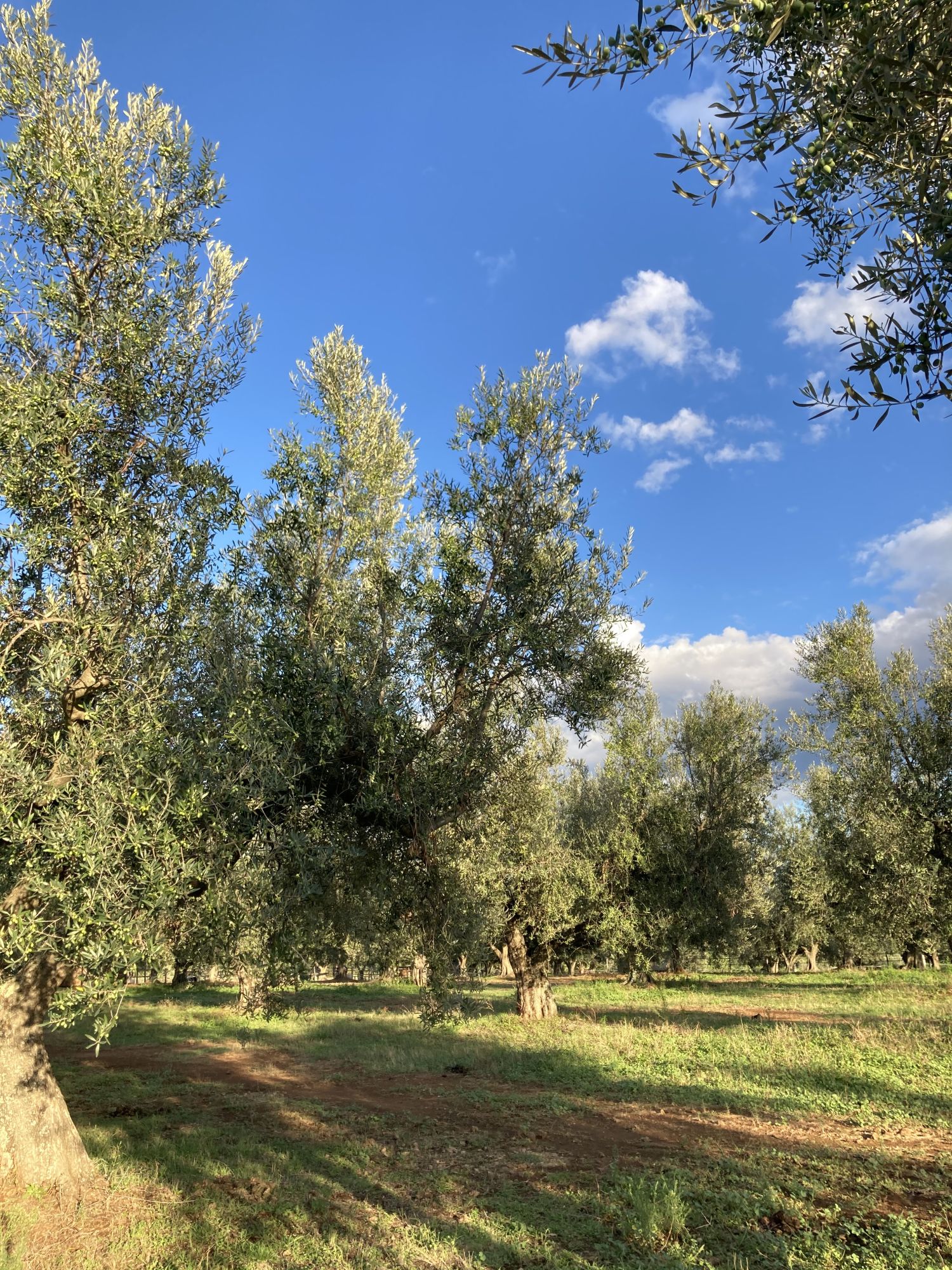 Extra Virgin Olive Oil Il Signorino Bio DOP Tuscia - 5 litres