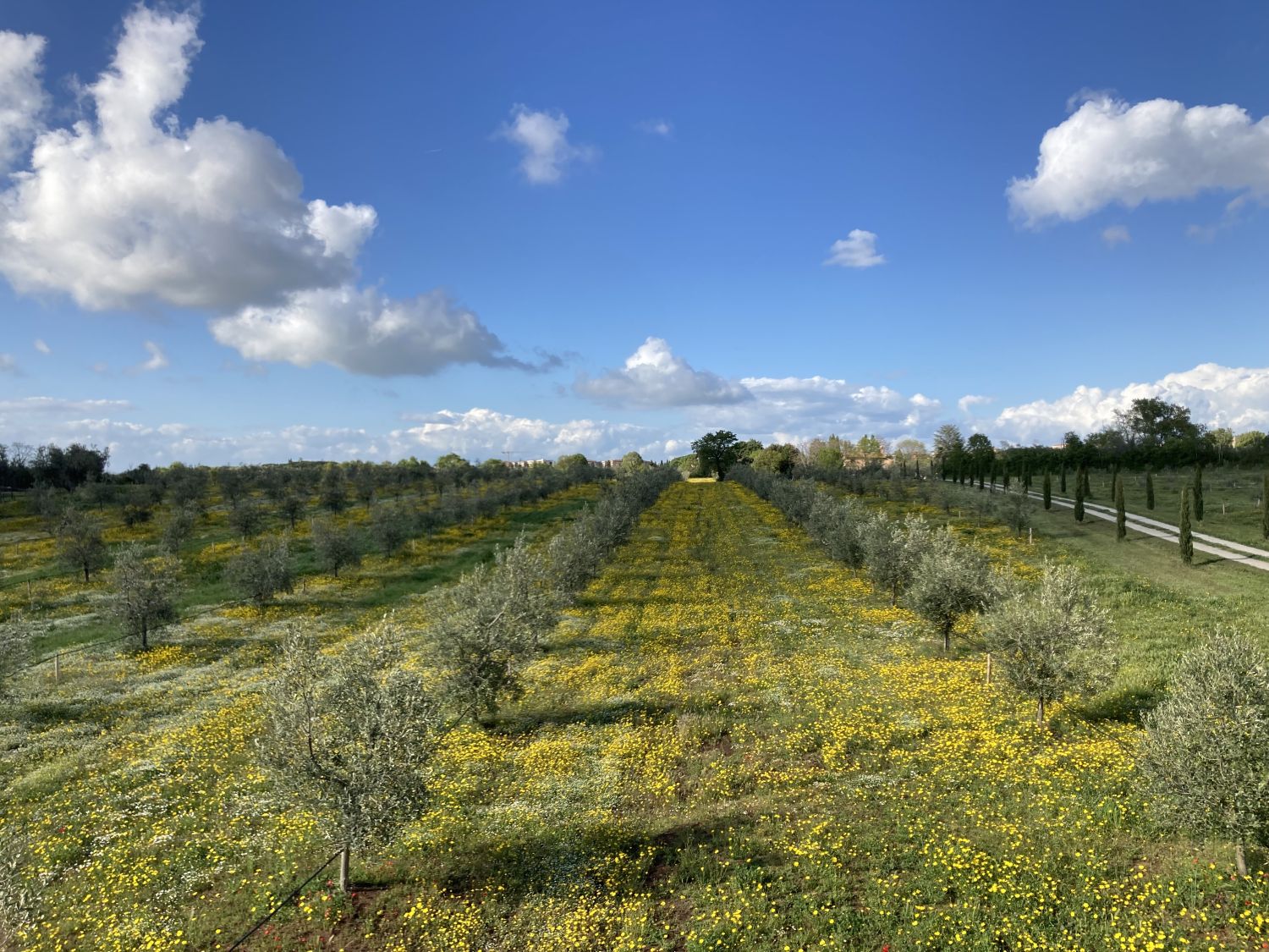 Extra Virgin Olive Oil Il Signorino Bio DOP Tuscia - 5 litres