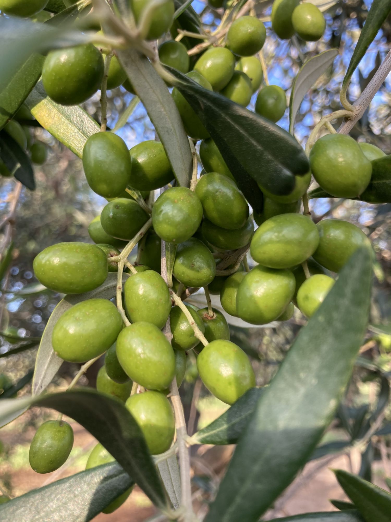 Extra Virgin Olive Oil Il Signorino Bio DOP Tuscia - 5 litres