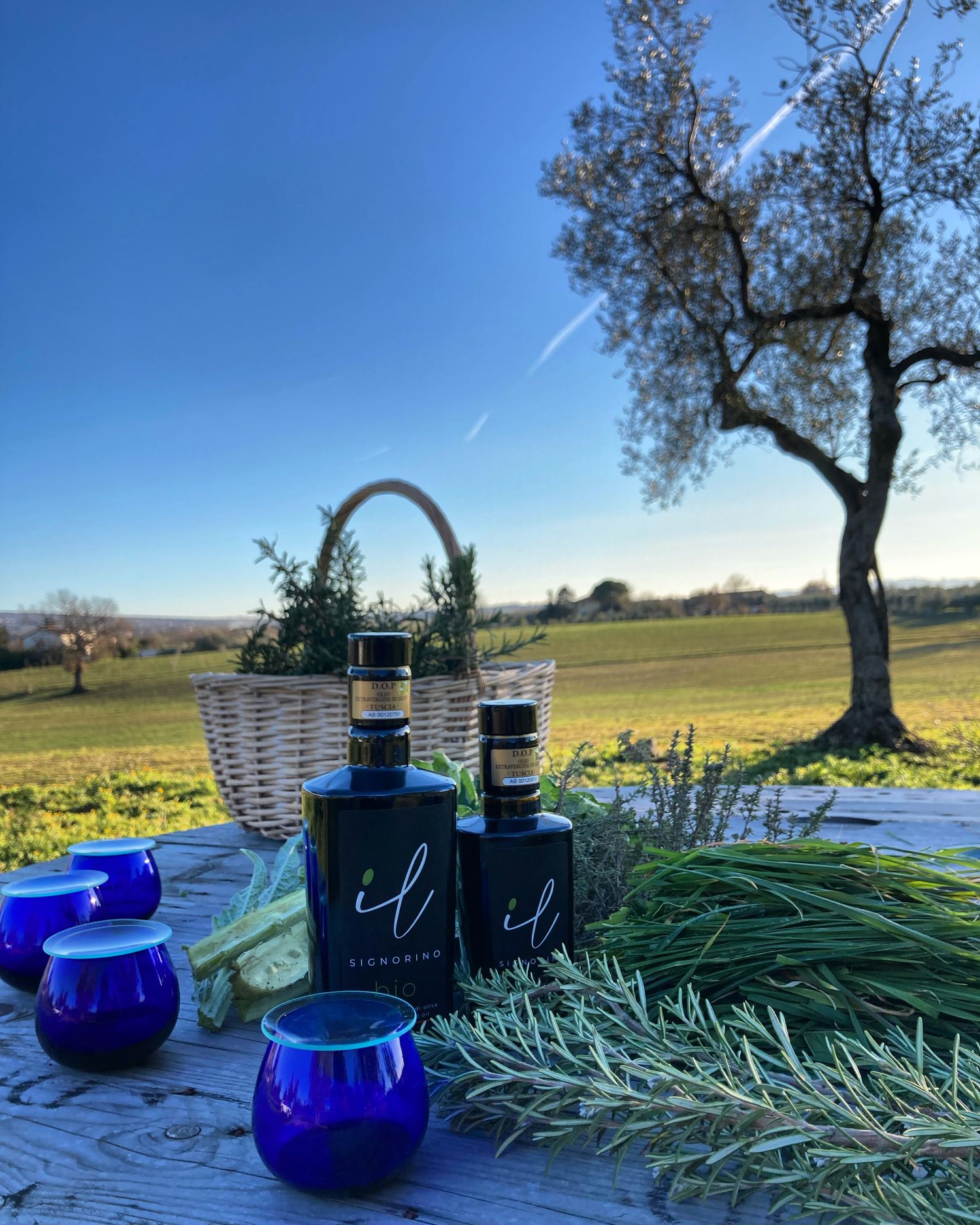 Extra Virgin Olive Oil Il Signorino Bio DOP Tuscia - 5 litres