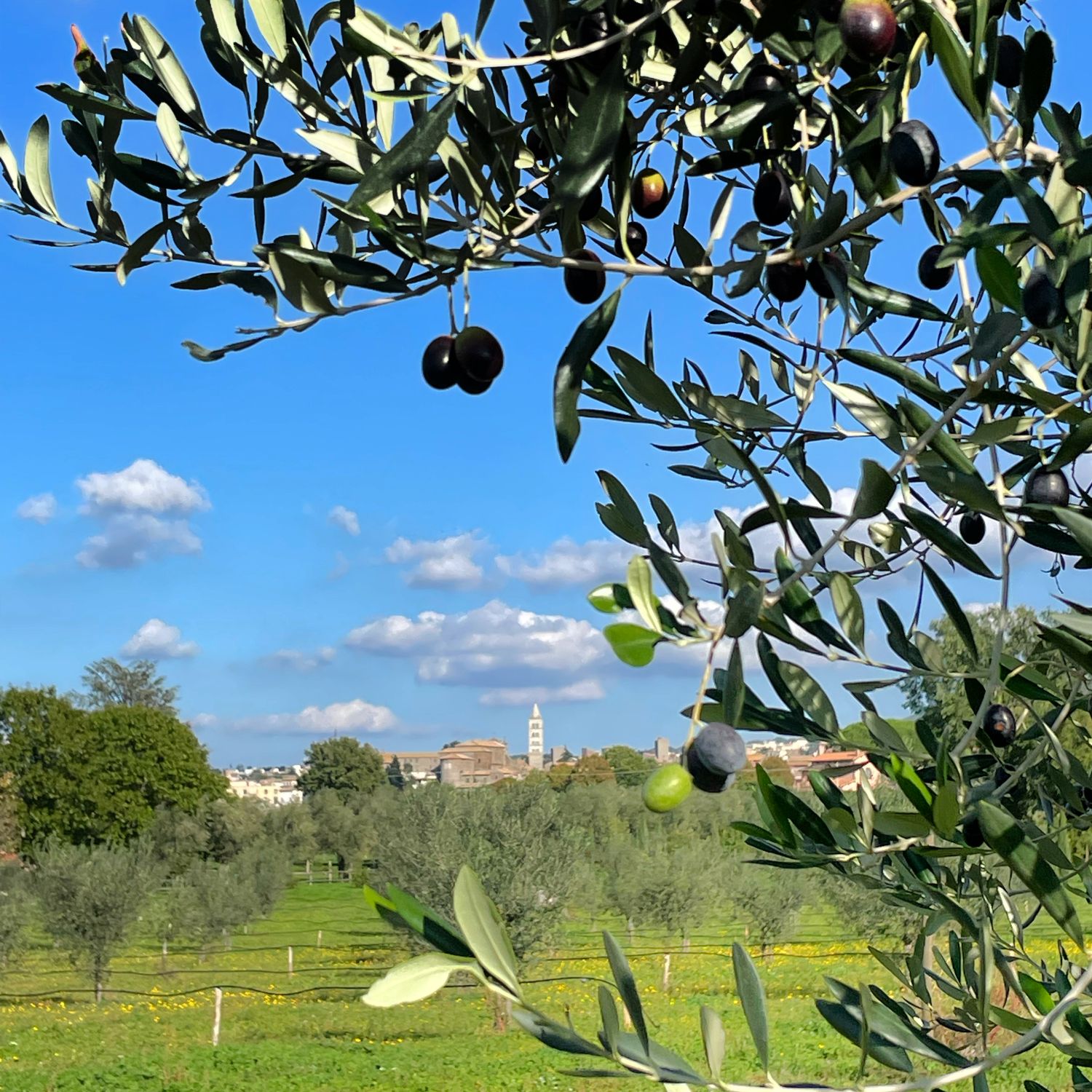 Extra Virgin Olive Oil Il Signorino Bio DOP Tuscia - 5 litres