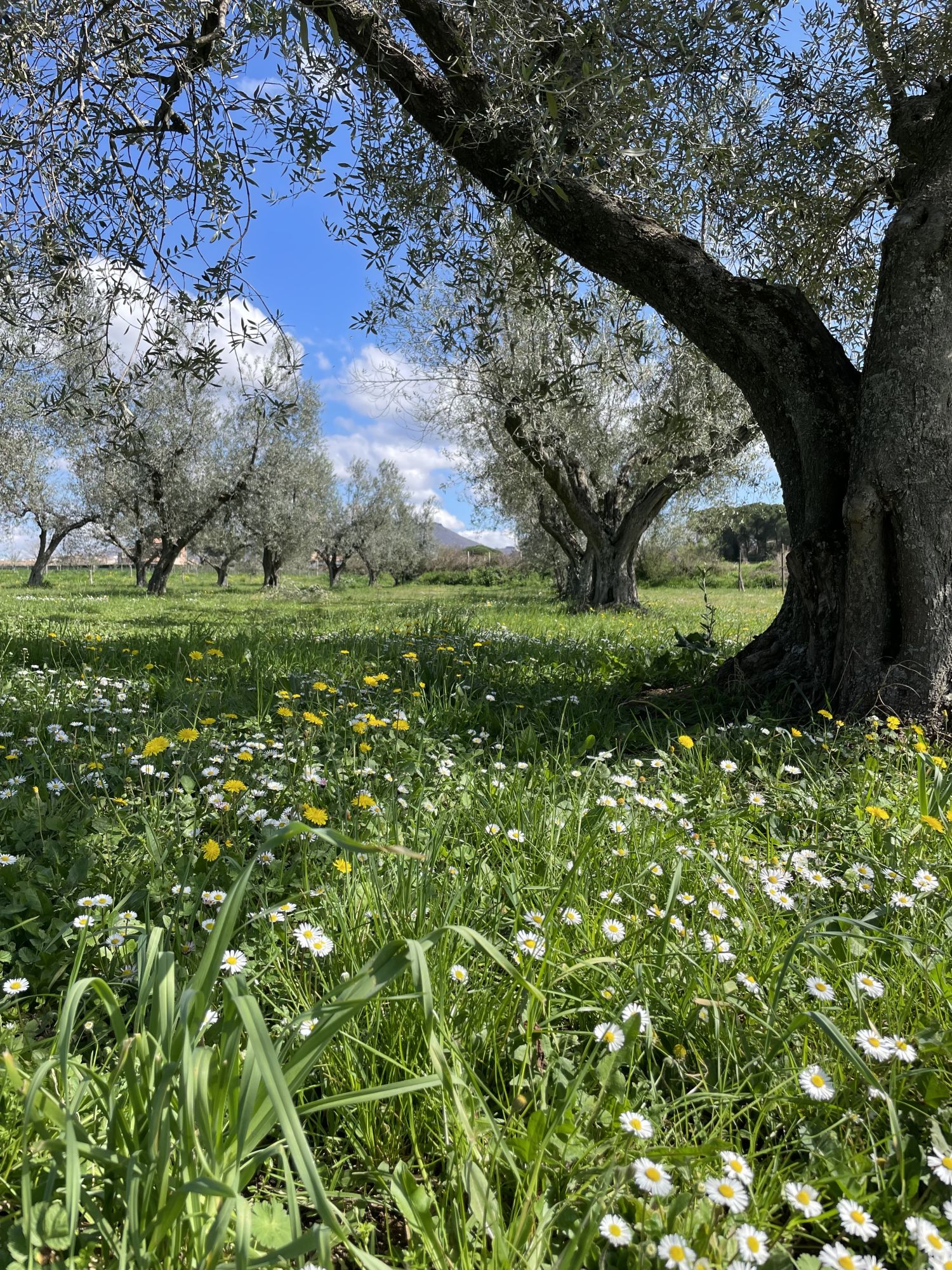 Extra Virgin Olive Oil Il Signorino Bio DOP Tuscia - 5 litres