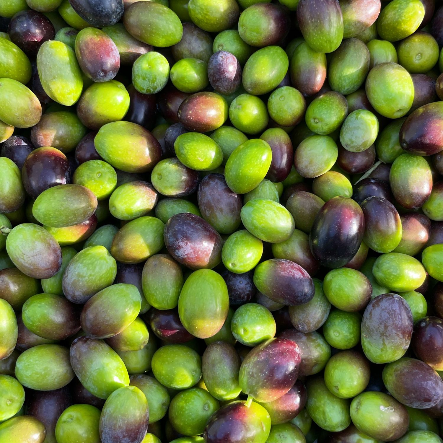 Extra Virgin Olive Oil Il Signorino Bio DOP Tuscia - 5 litres