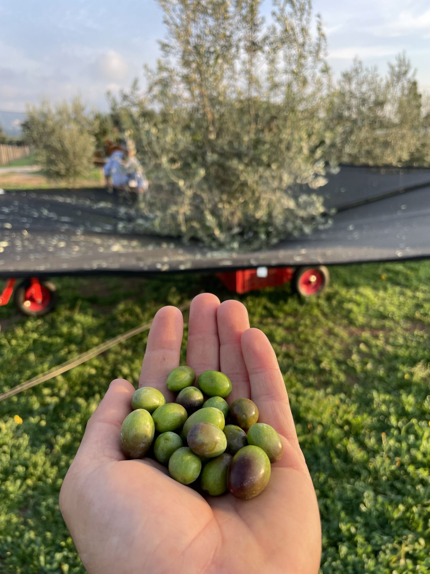 Extra Virgin Olive Oil Il Signorino Bio DOP Tuscia - 5 litres
