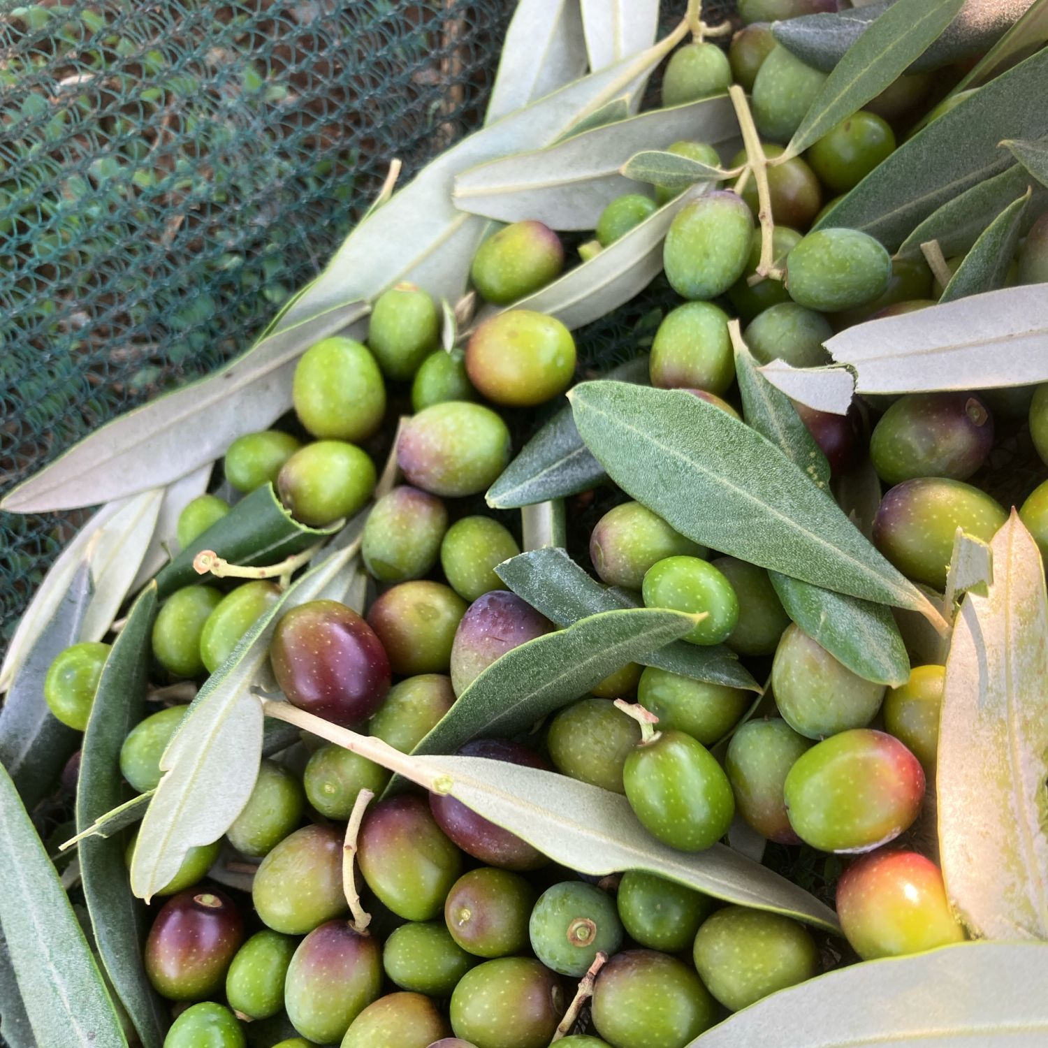 Extra Virgin Olive Oil Il Signorino Bio DOP Tuscia - 5 litres