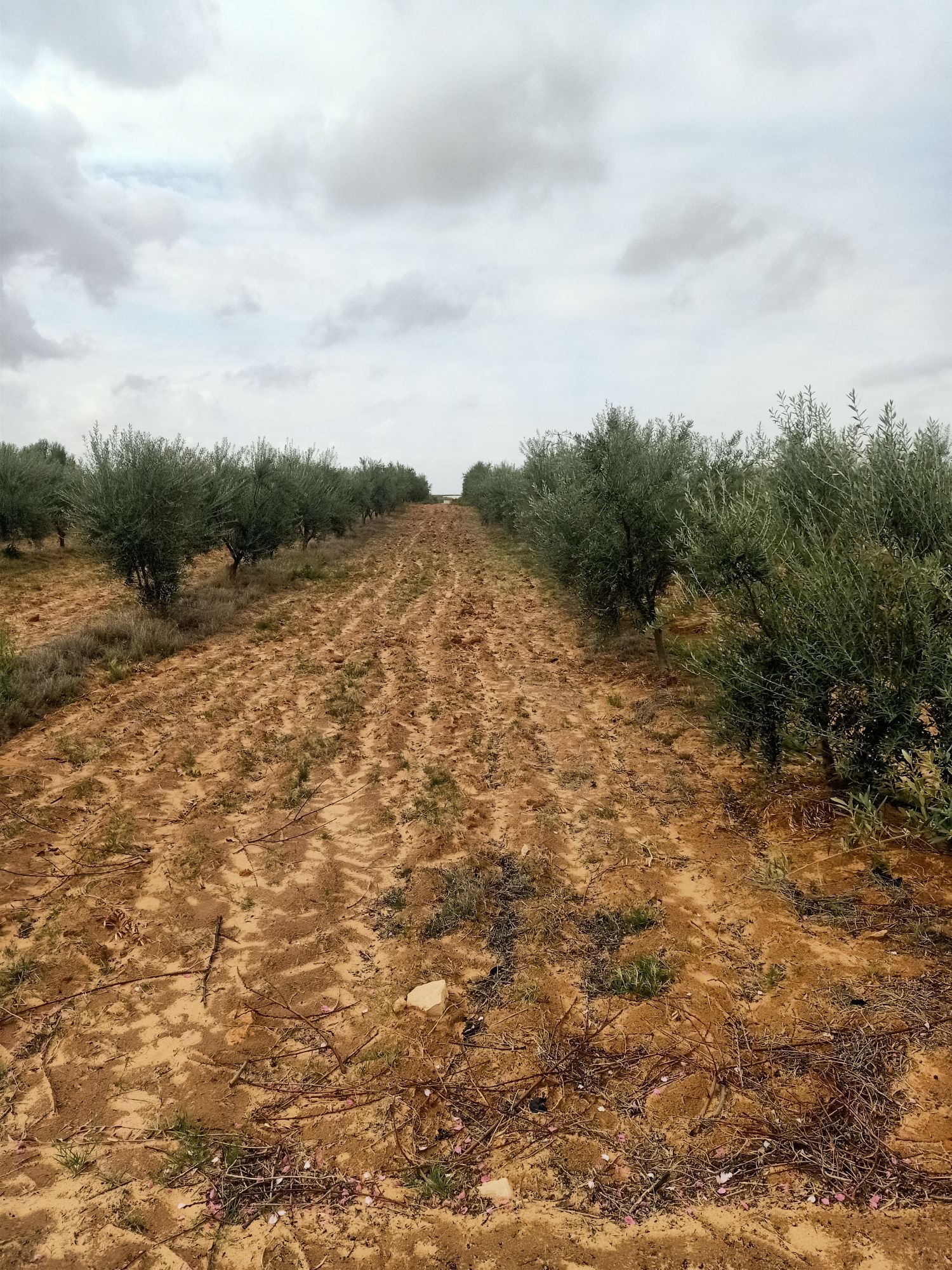 Extra Virgin olive oil on demand from Tunisia (Regueb, Sidi bouzid)