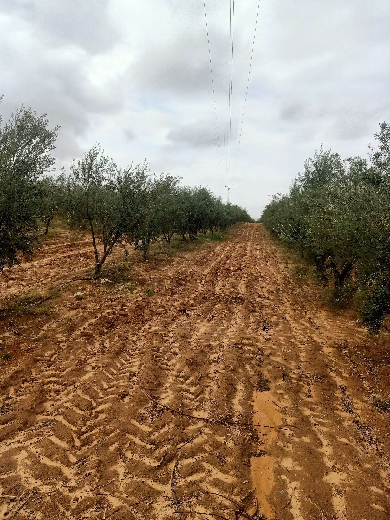 Extra Virgin olive oil on demand from Tunisia (Regueb, Sidi bouzid)