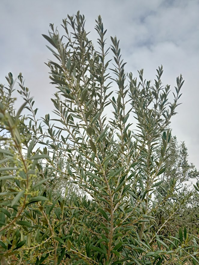 Extra Virgin olive oil on demand from Tunisia (Regueb, Sidi bouzid)