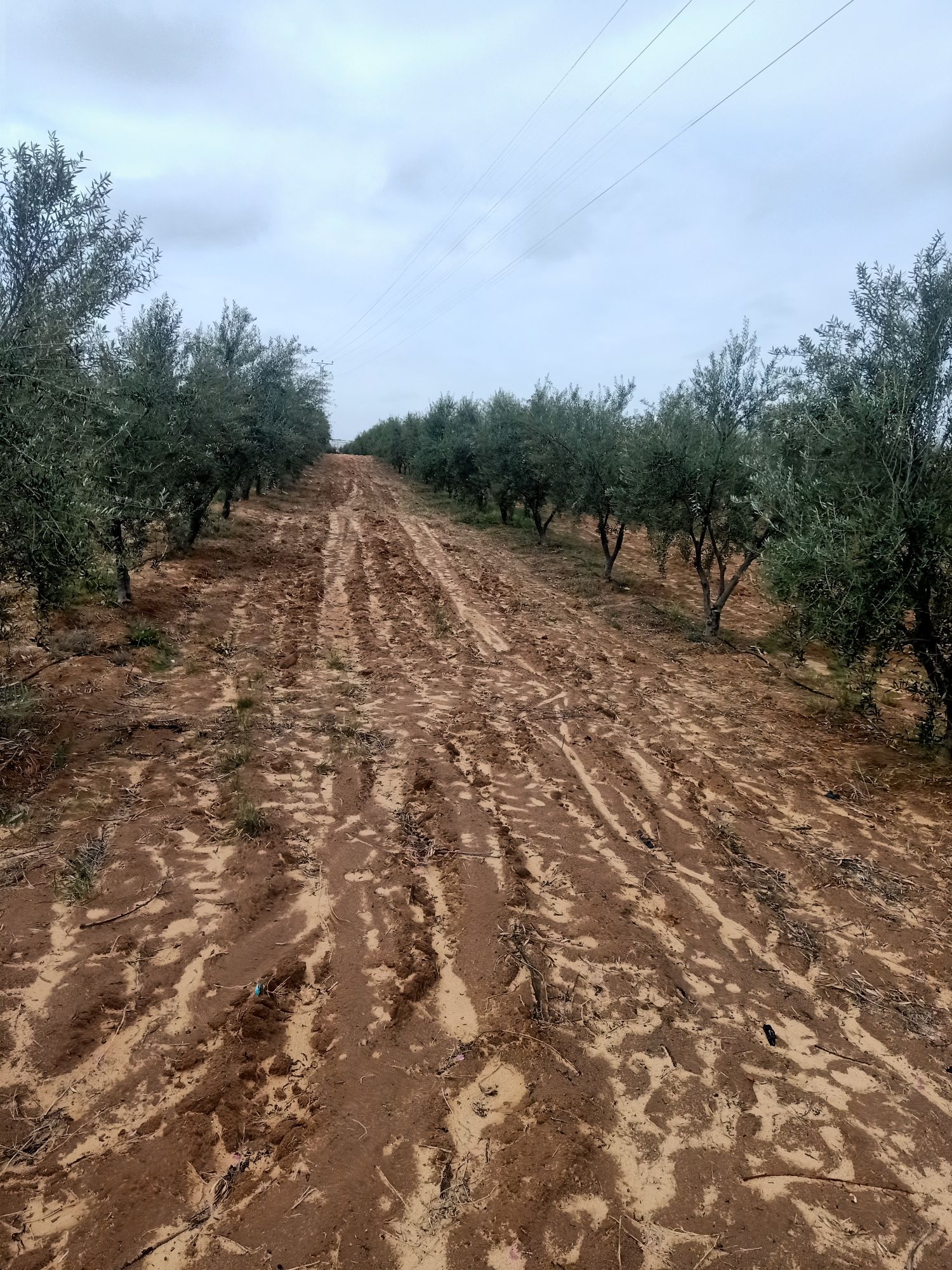 Extra Virgin olive oil on demand from Tunisia (Regueb, Sidi bouzid)