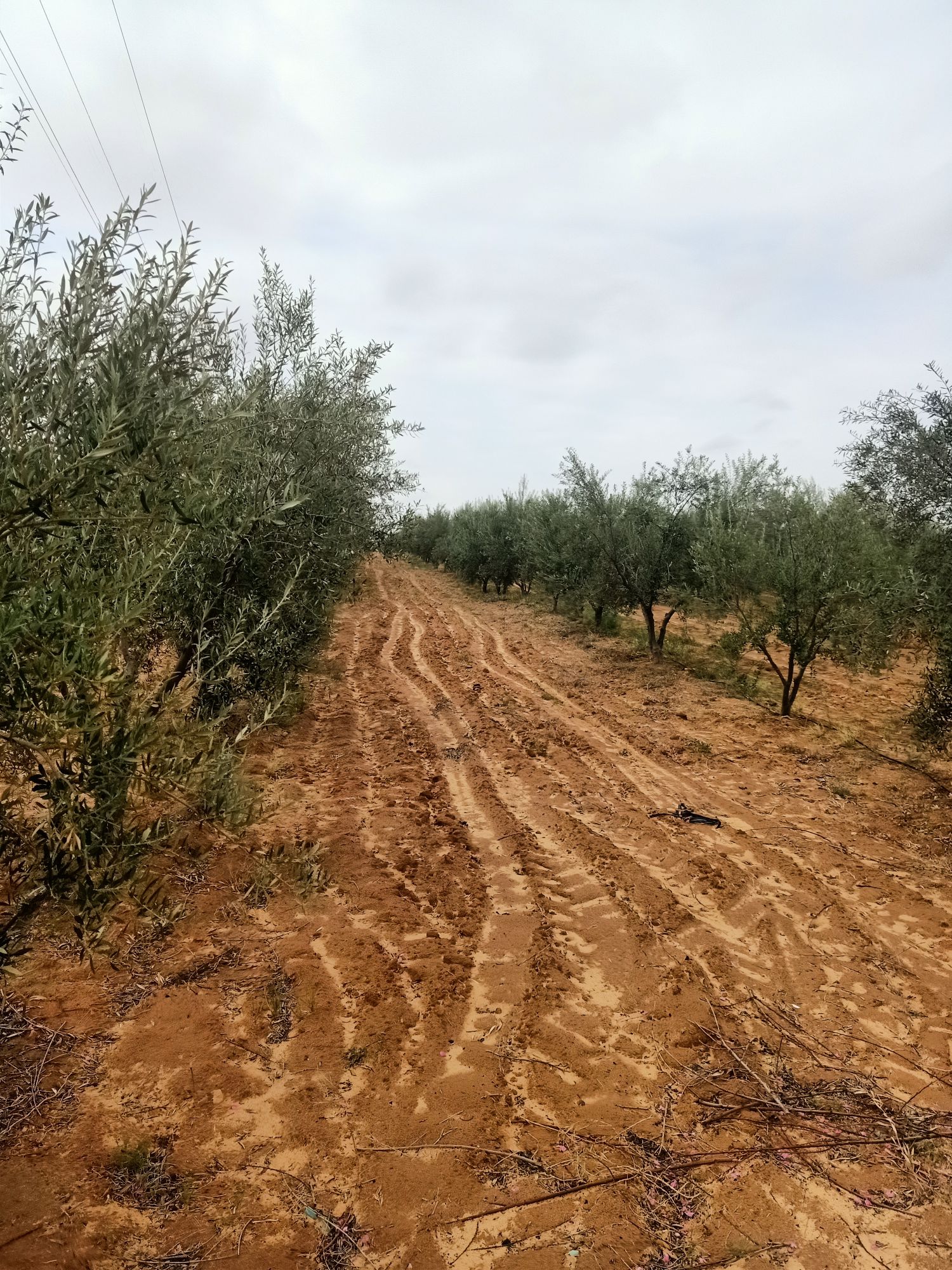Extra Virgin olive oil on demand from Tunisia (Regueb, Sidi bouzid)