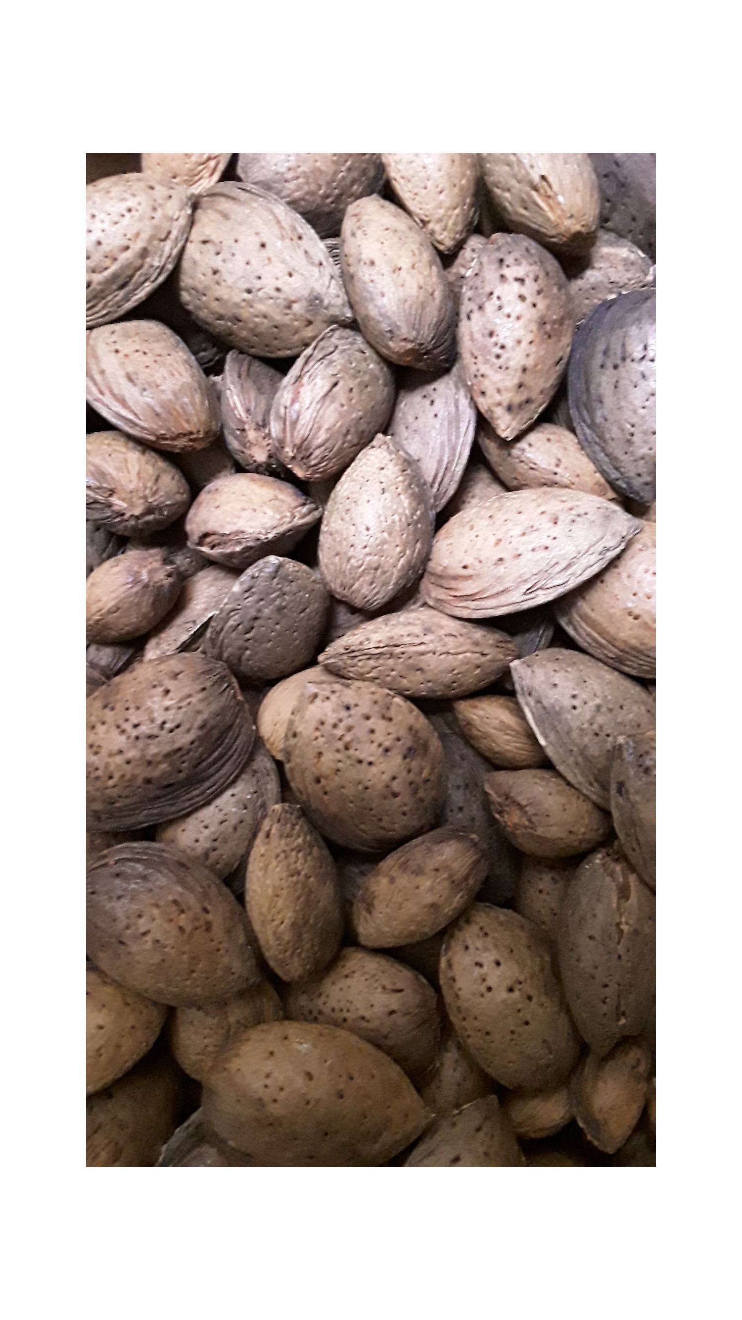Almond in shell, from spain Valencia region, common category, 2023 harvest