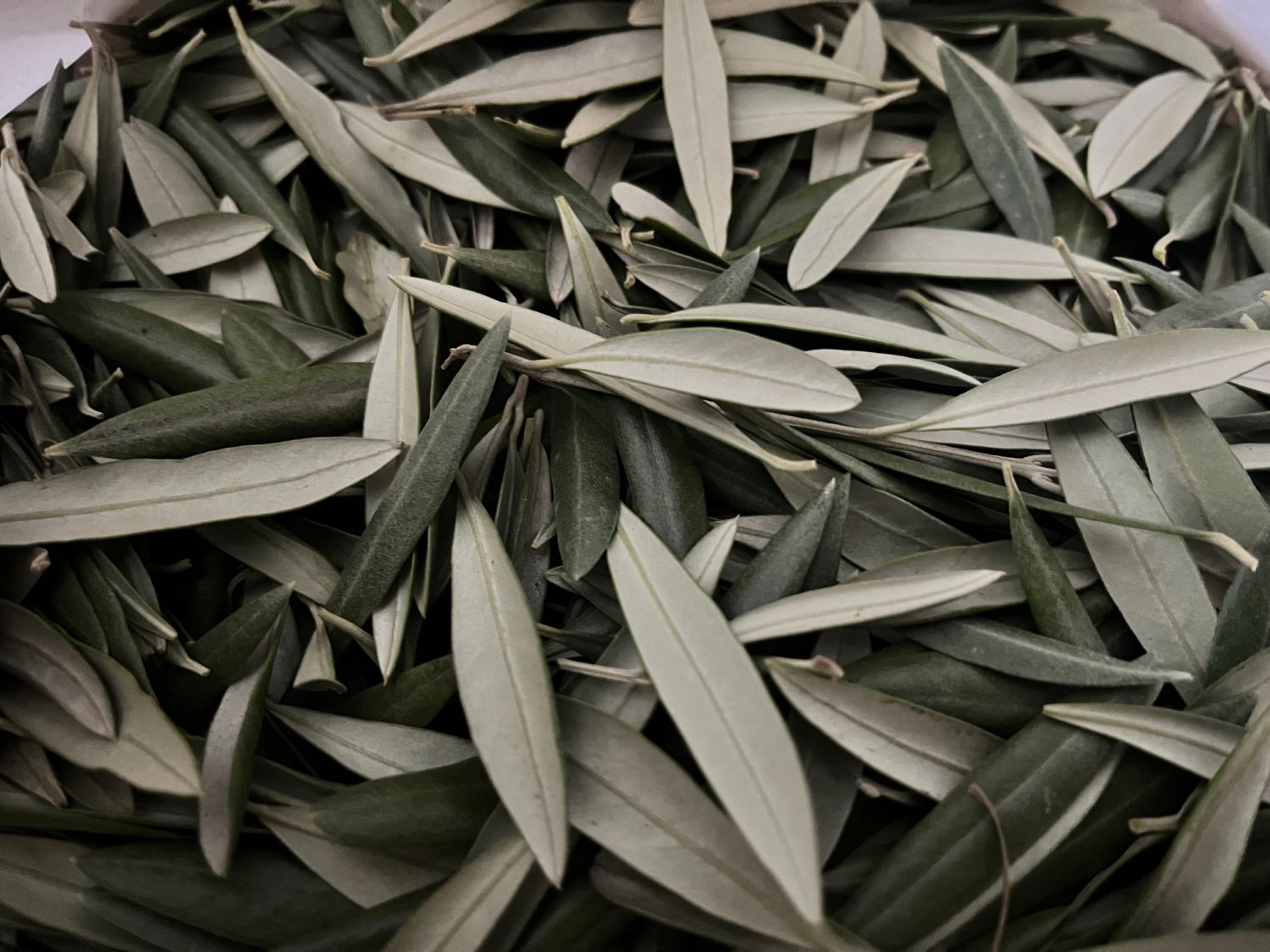 Fresh Olive Leaves 1kg