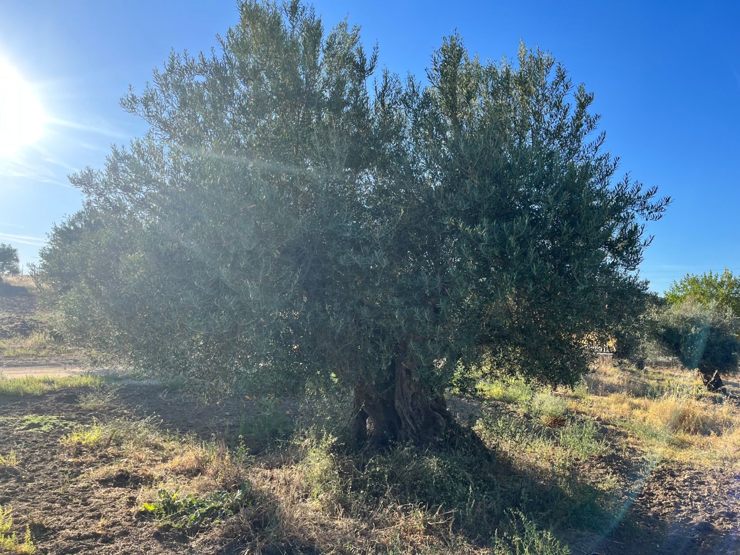 Fresh Olive Leaves 1kg