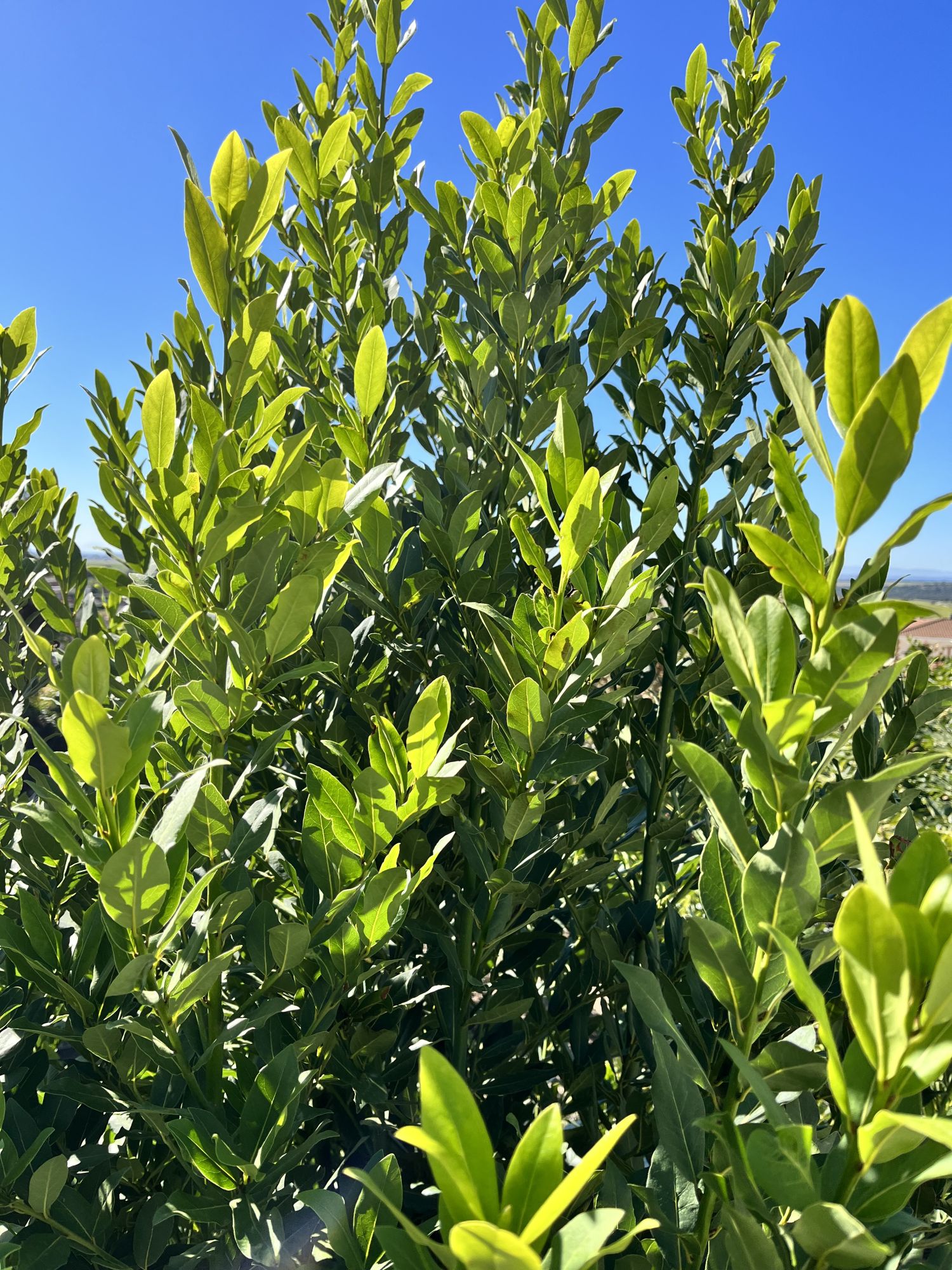 Bay Leaves