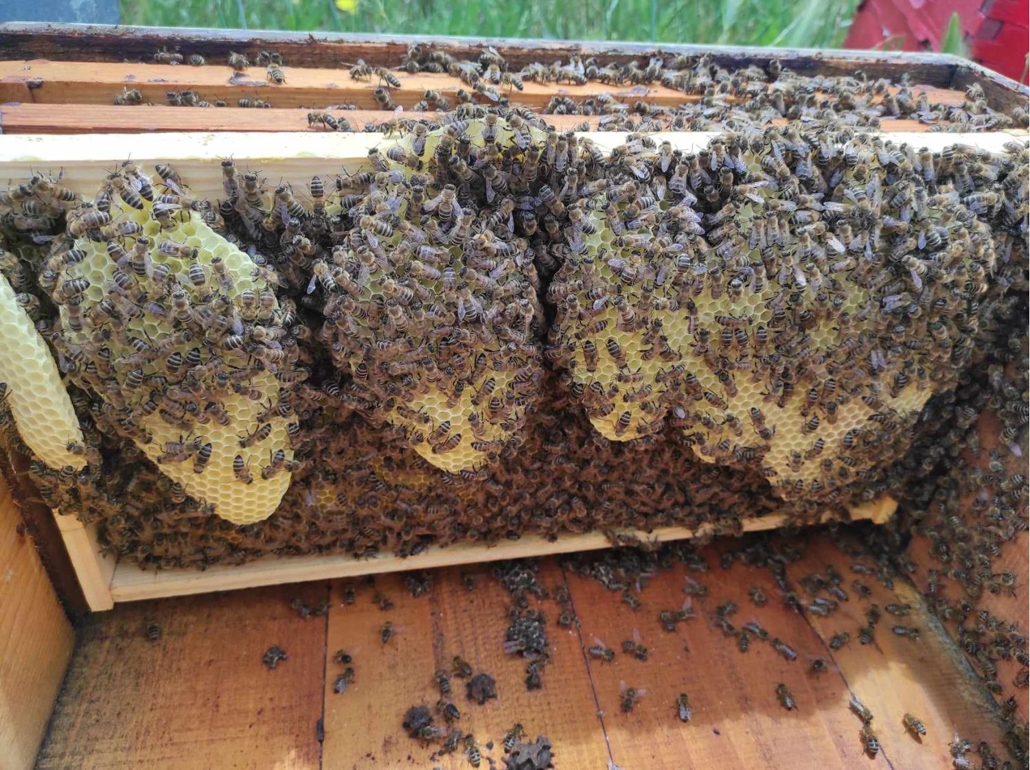 25kg flower honey