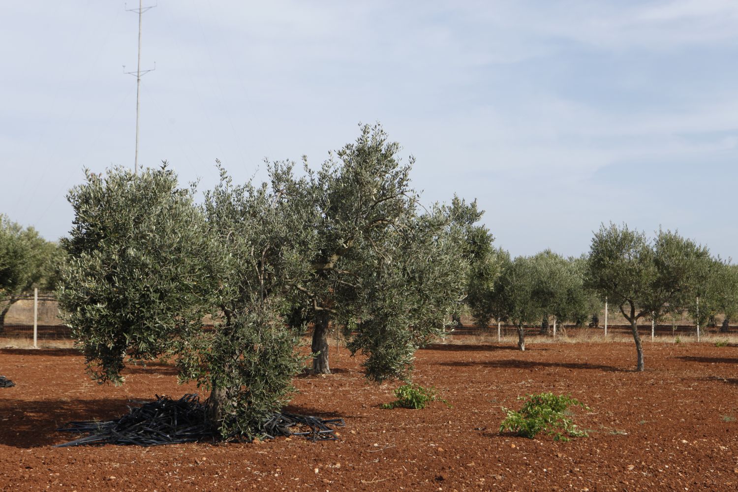 Extra Virgin Olive Oil 500ml Vetro Italia