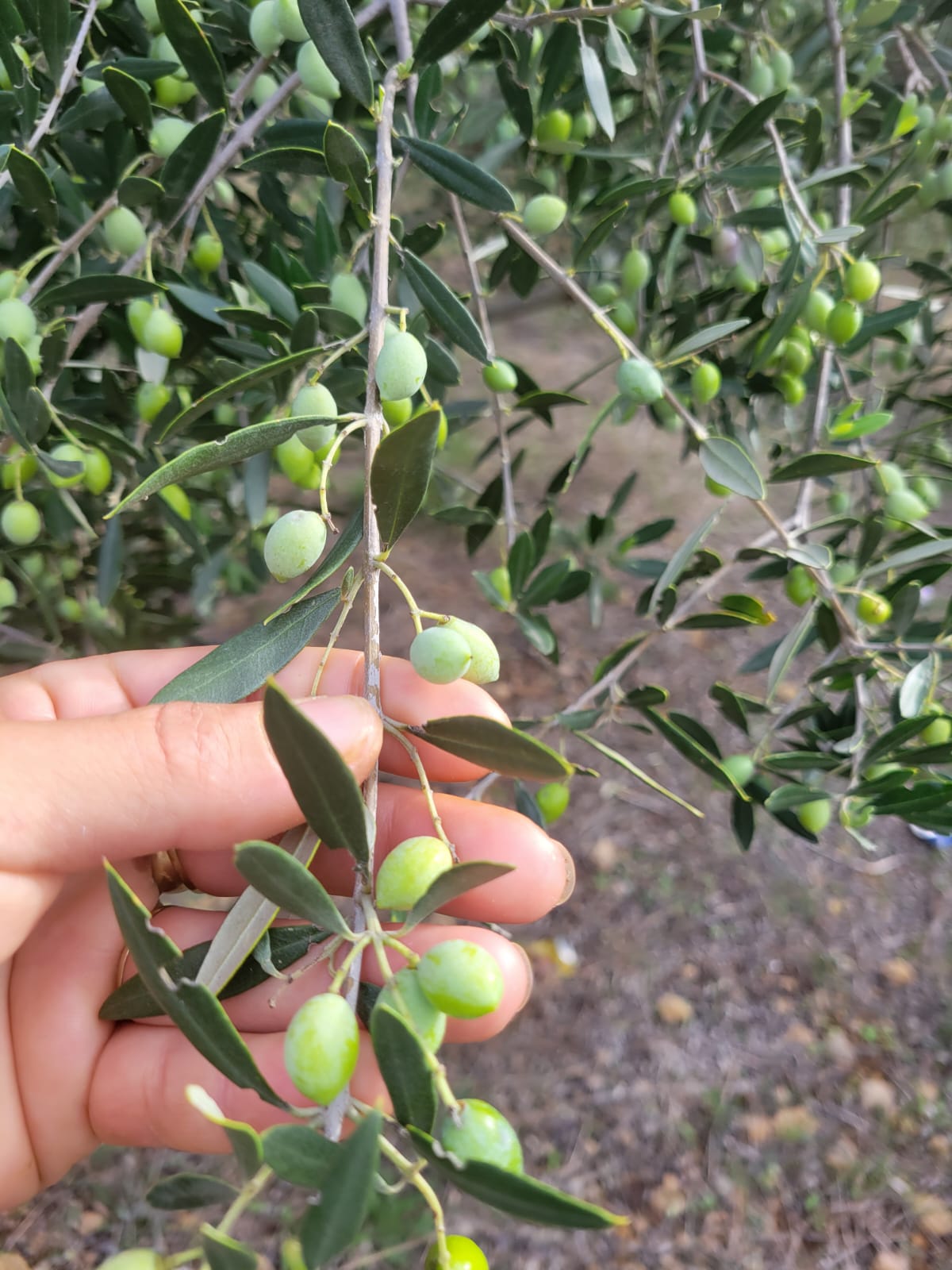 Extra Virgin Olive Oil Manaki 500 Ml 1 Litre 3 Lliter 5 Litre - PET Packaging"
