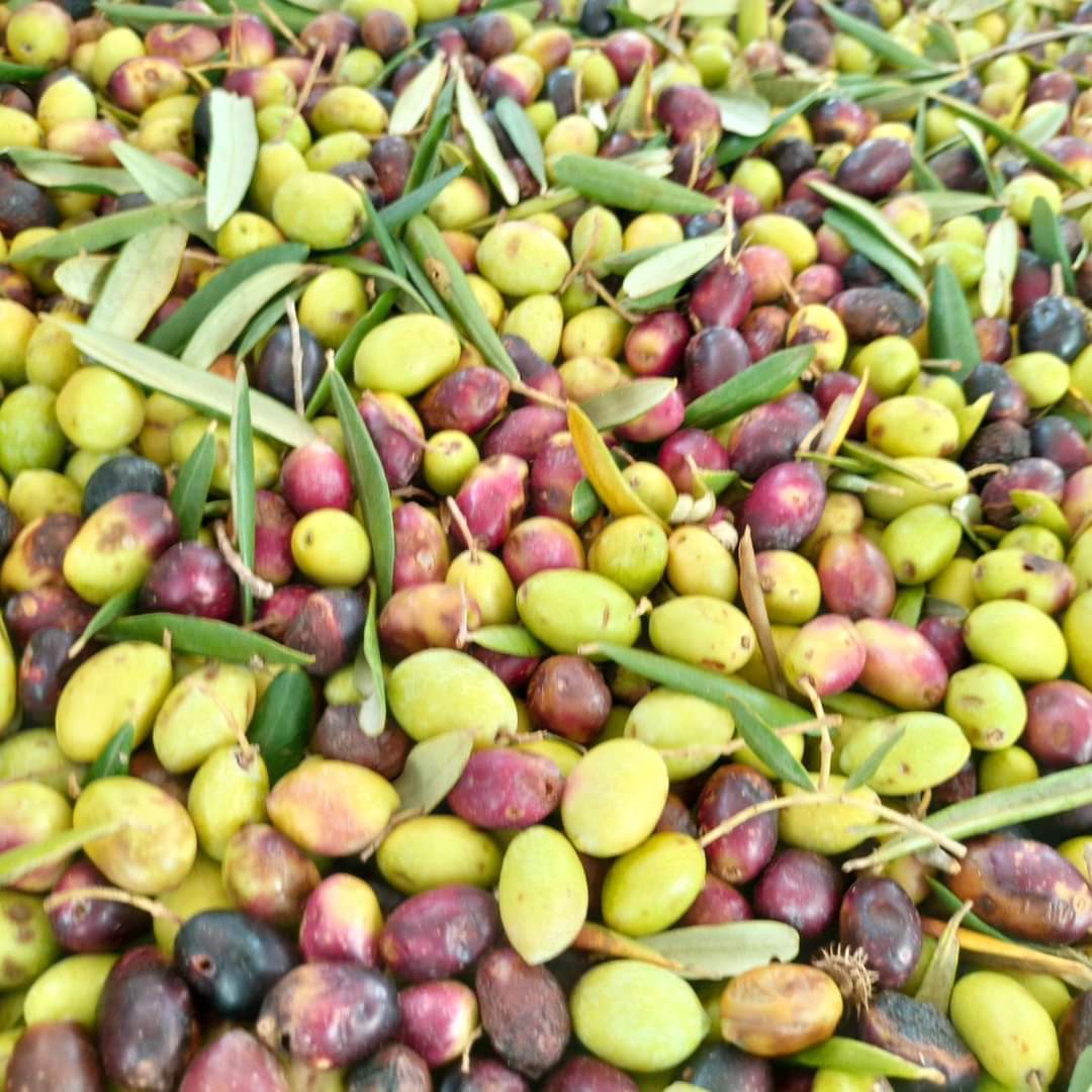 Extra virgin Olive oil - 2023/2024 season