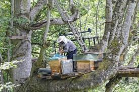 Turkish Anzer Honey - 300 g