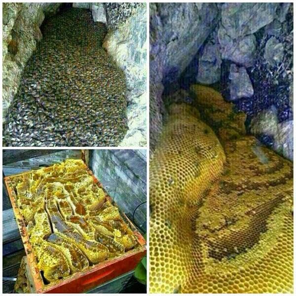 Jujube honey from Yemen - GENUINE SIDR MALIKI