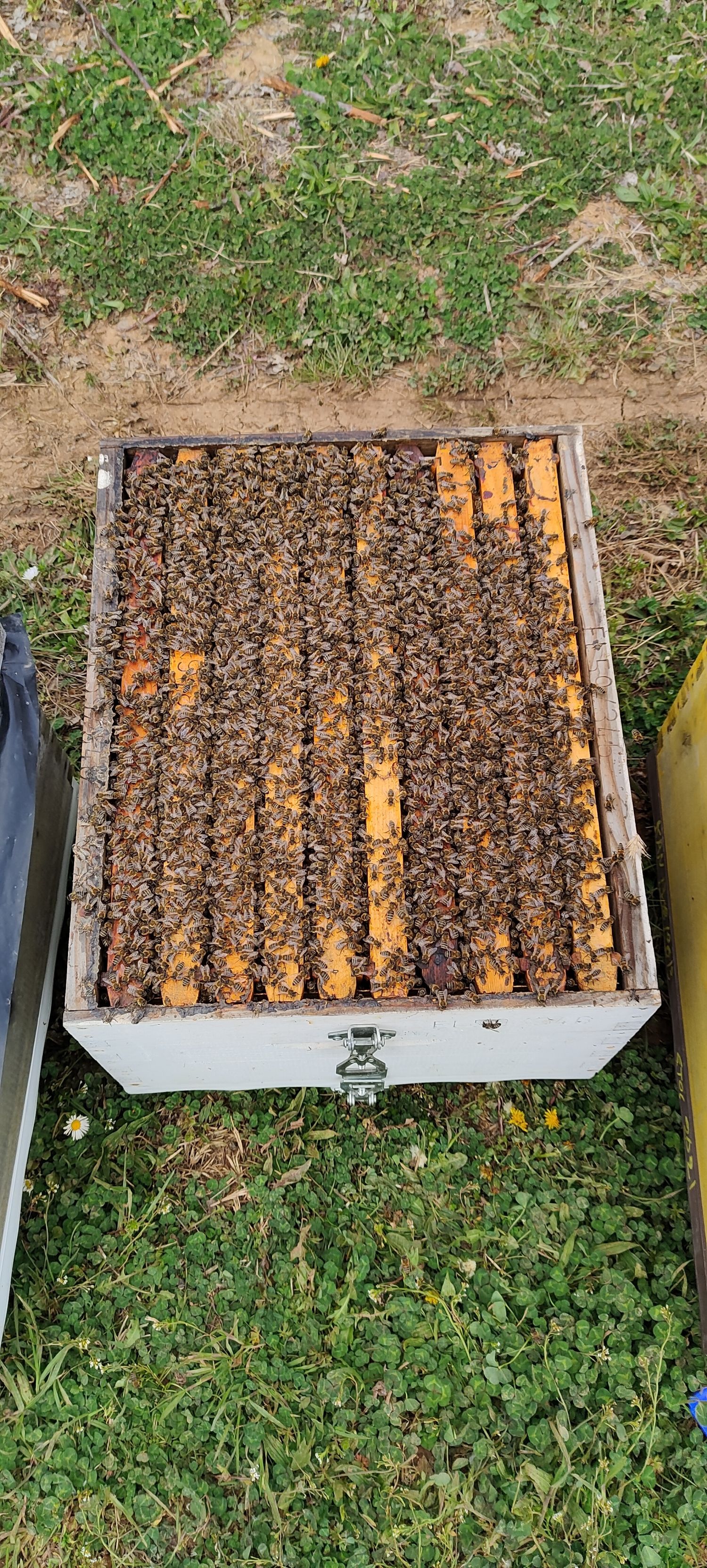 Honey - 26.5 kg container