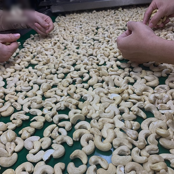 Cashew