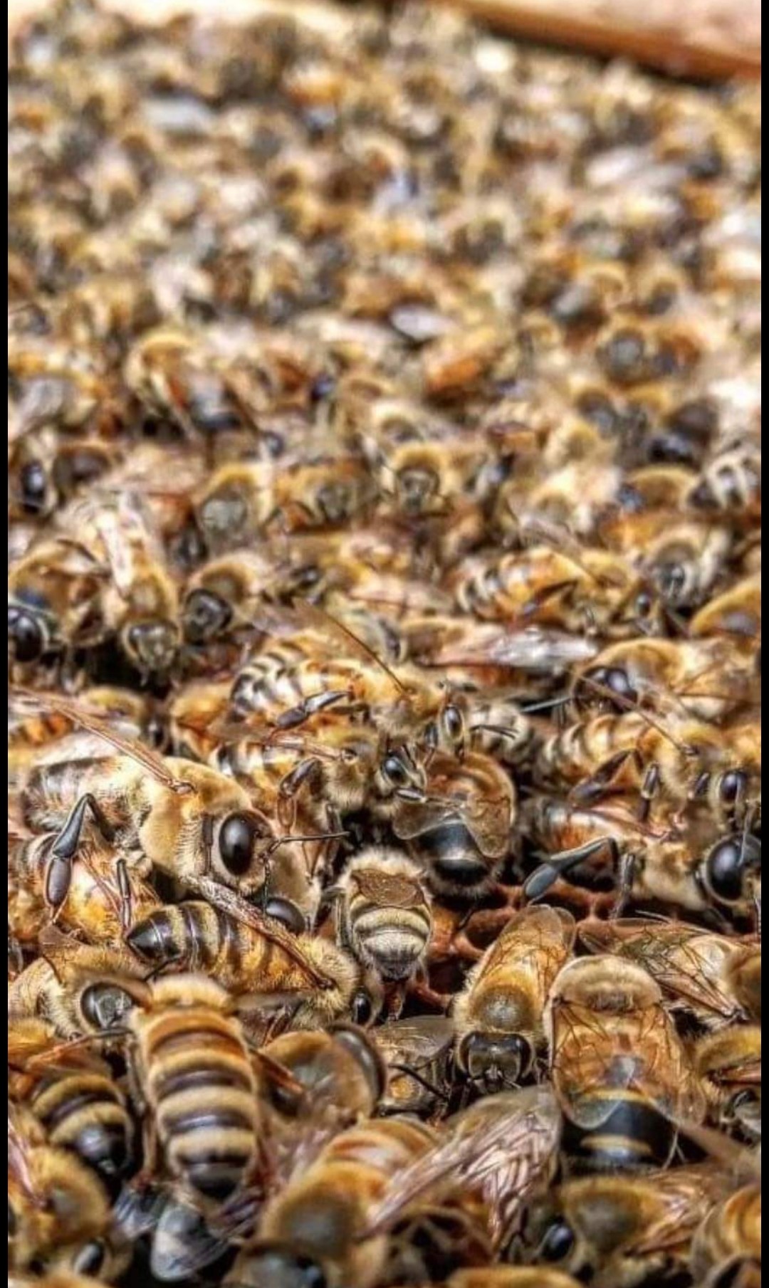 Honey - 26.5 kg container
