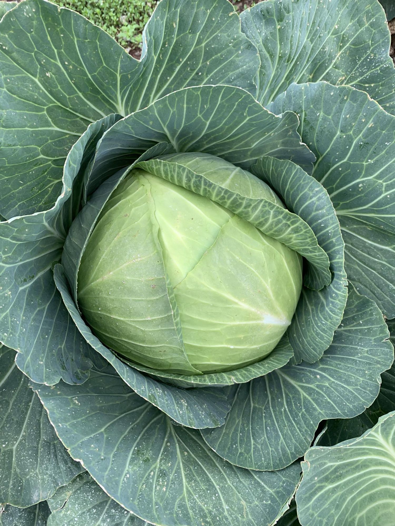 White Cabbage Cabbage Class I 3500g 18kg Bag