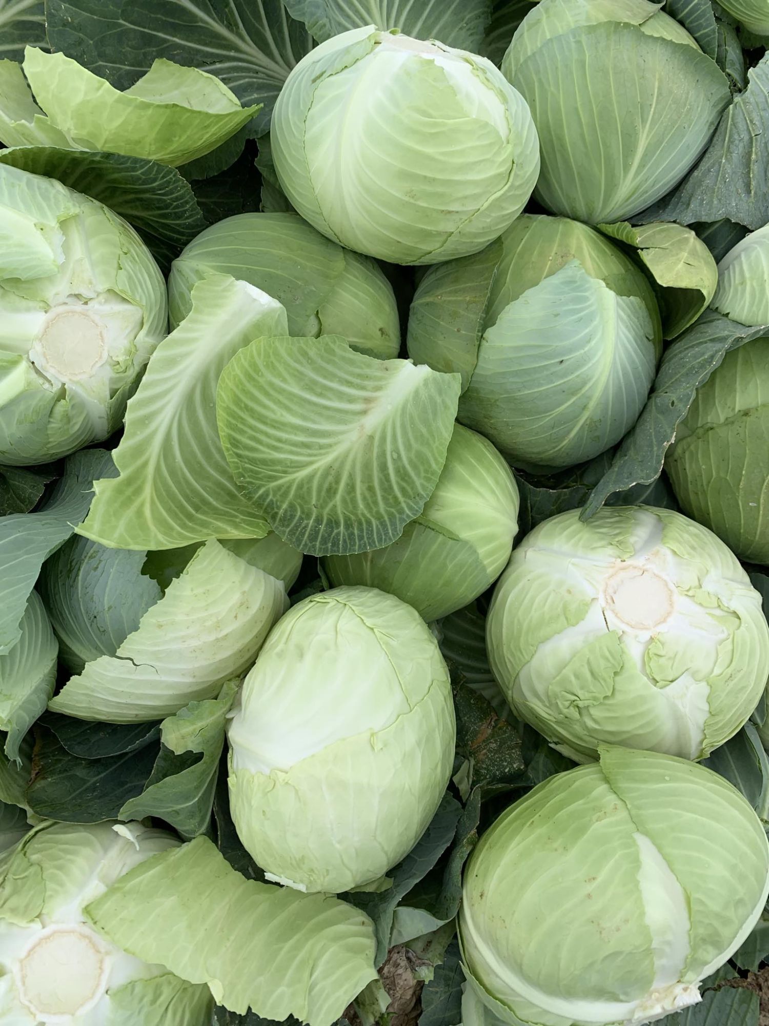 White Cabbage Cabbage Class I 3500g 18kg Bag