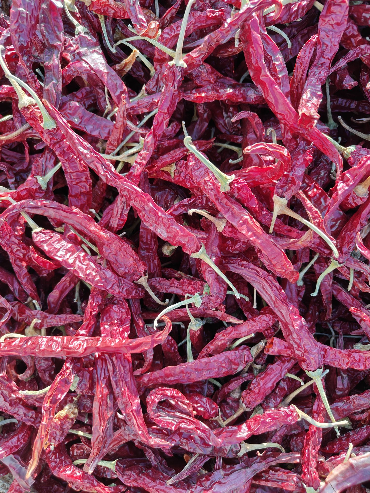 Dried Red chili whole