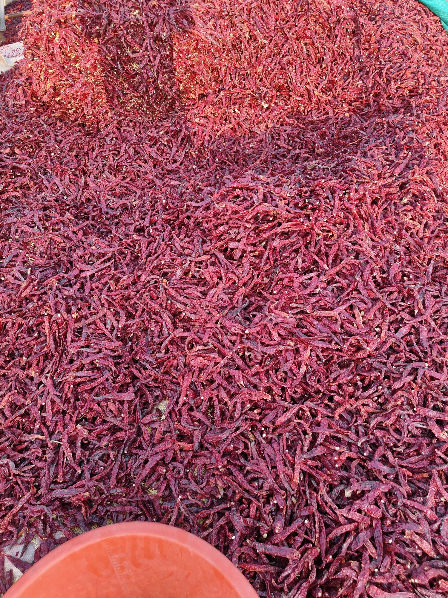 Dried Red chili whole