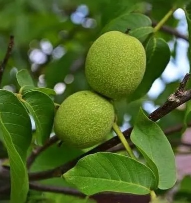 Wet walnuts