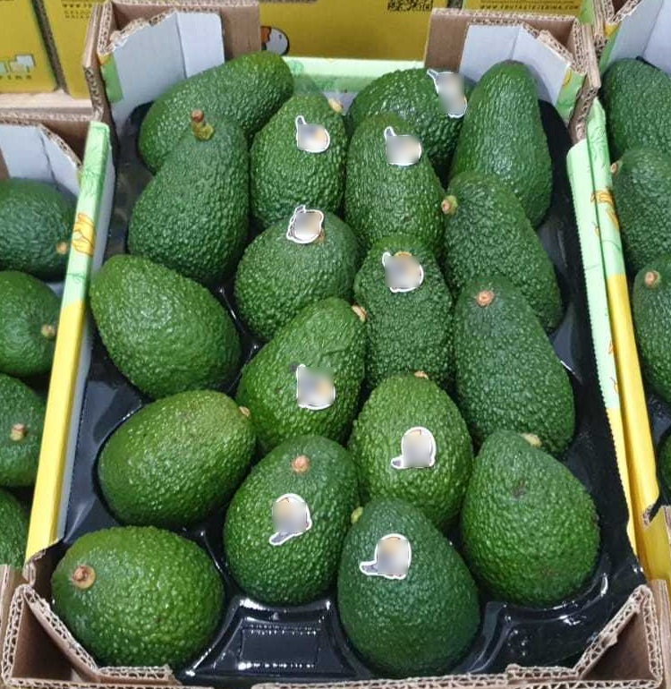 Avocado var. Hass - CAT I - Size 22 / carton 4kg