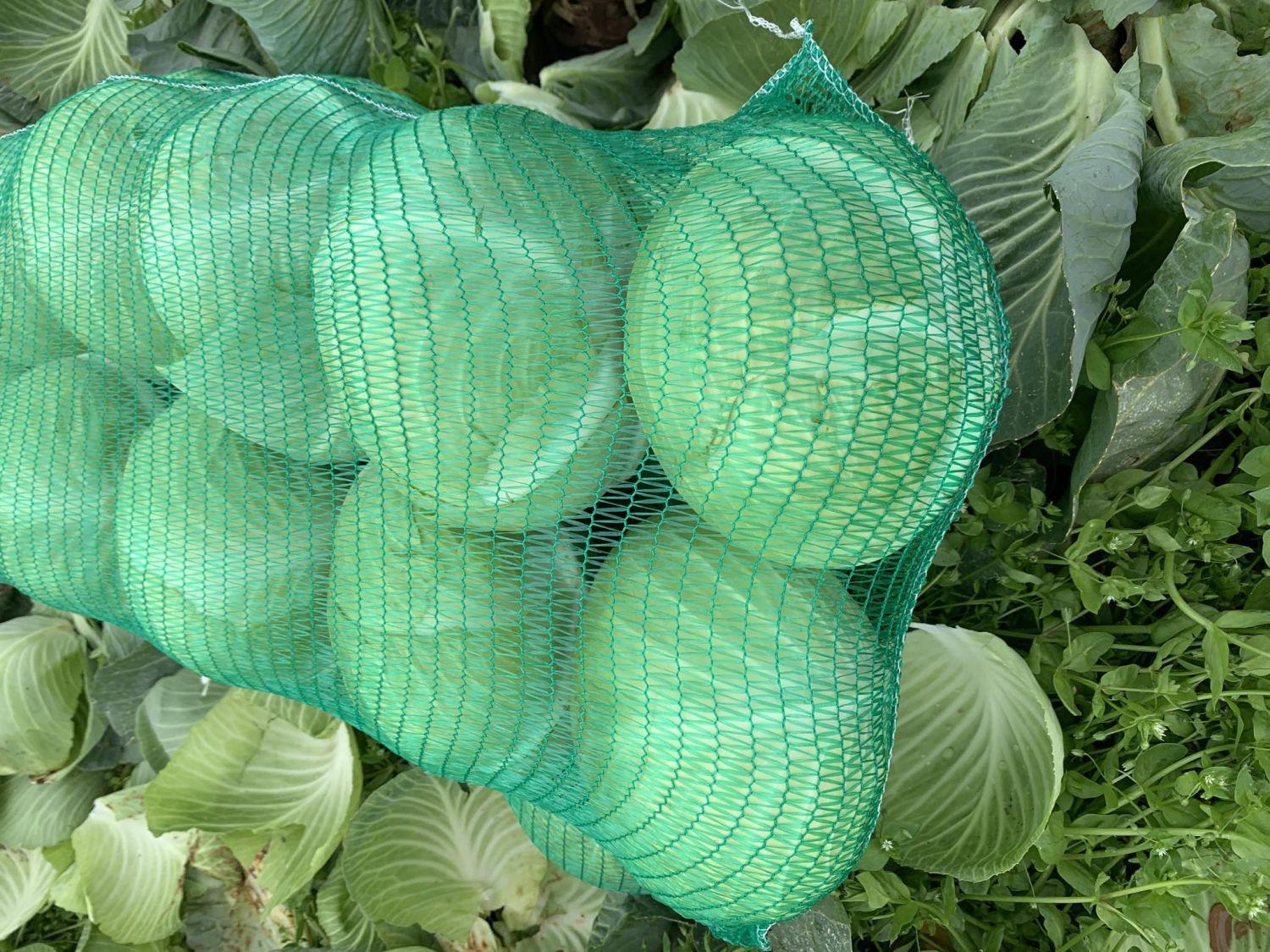 White Cabbage Cabbage Class I 3500g 18kg Bag