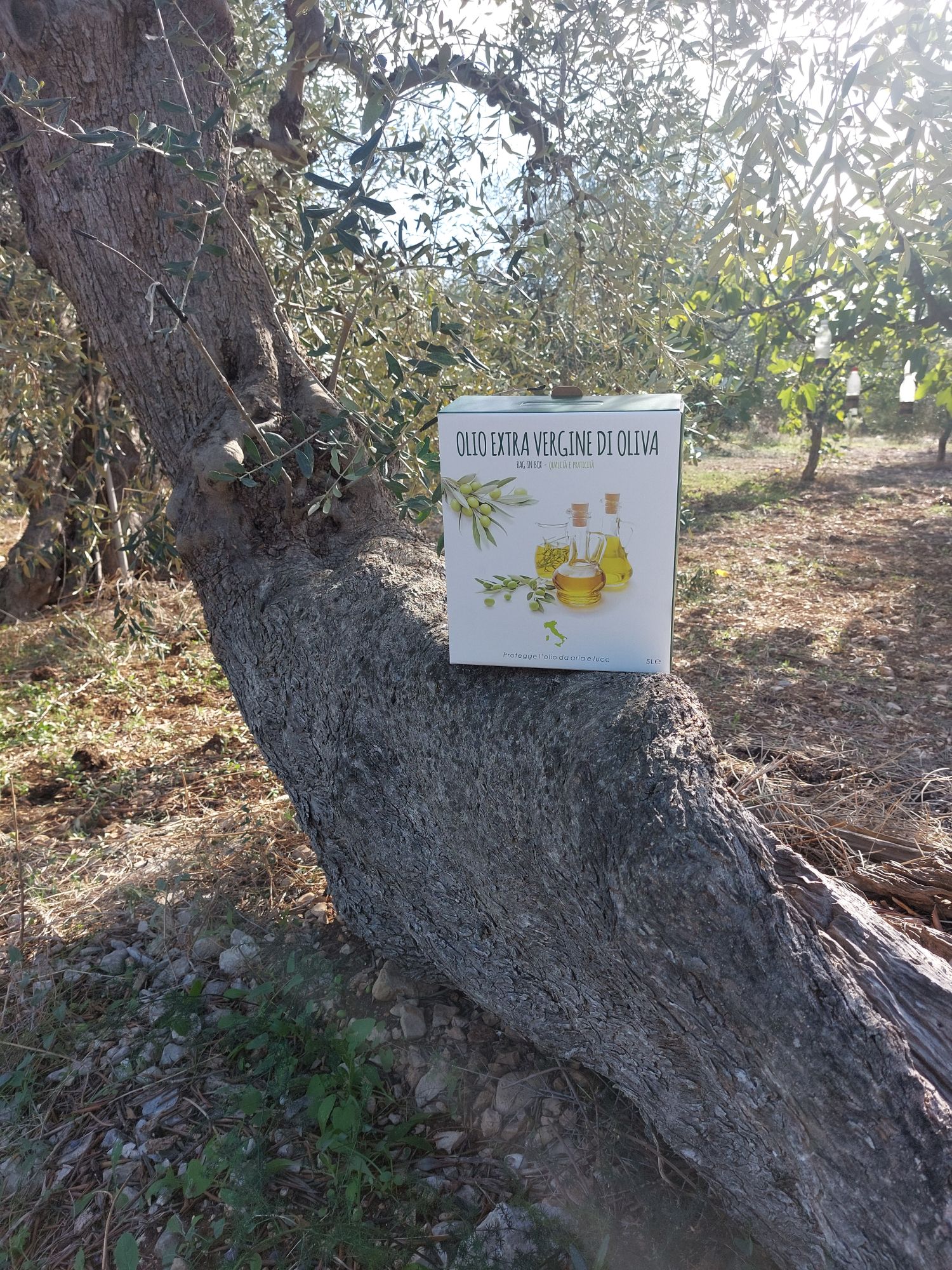 Tenuta la Marchesa oil
