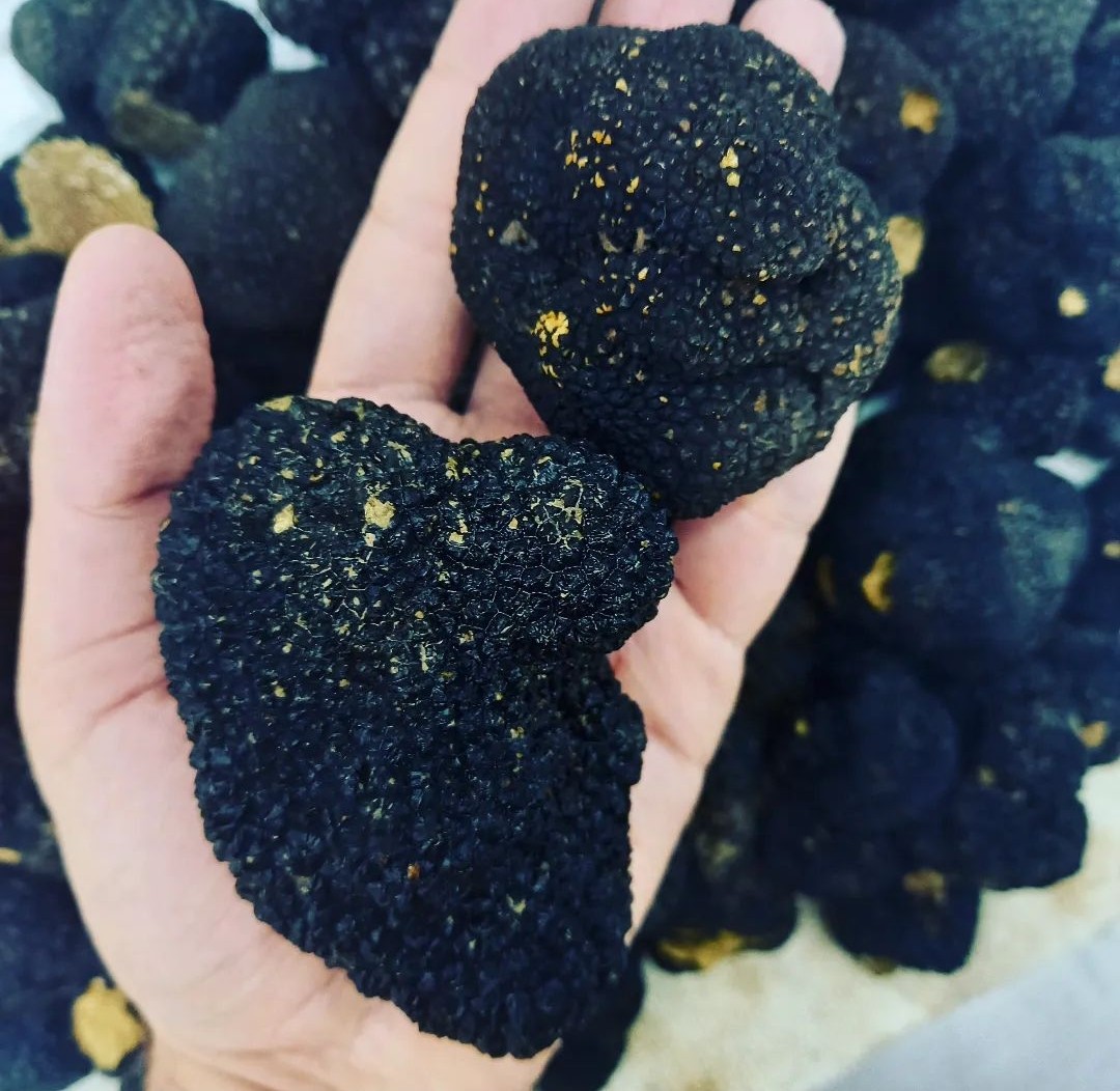 Fresh Greek Wild Truffle