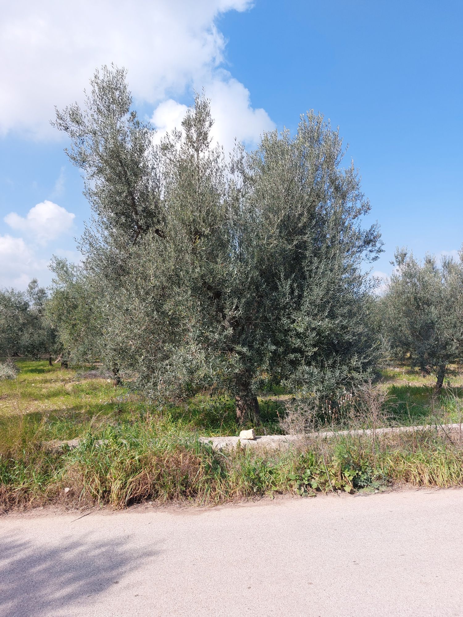 Tenuta la Marchesa oil
