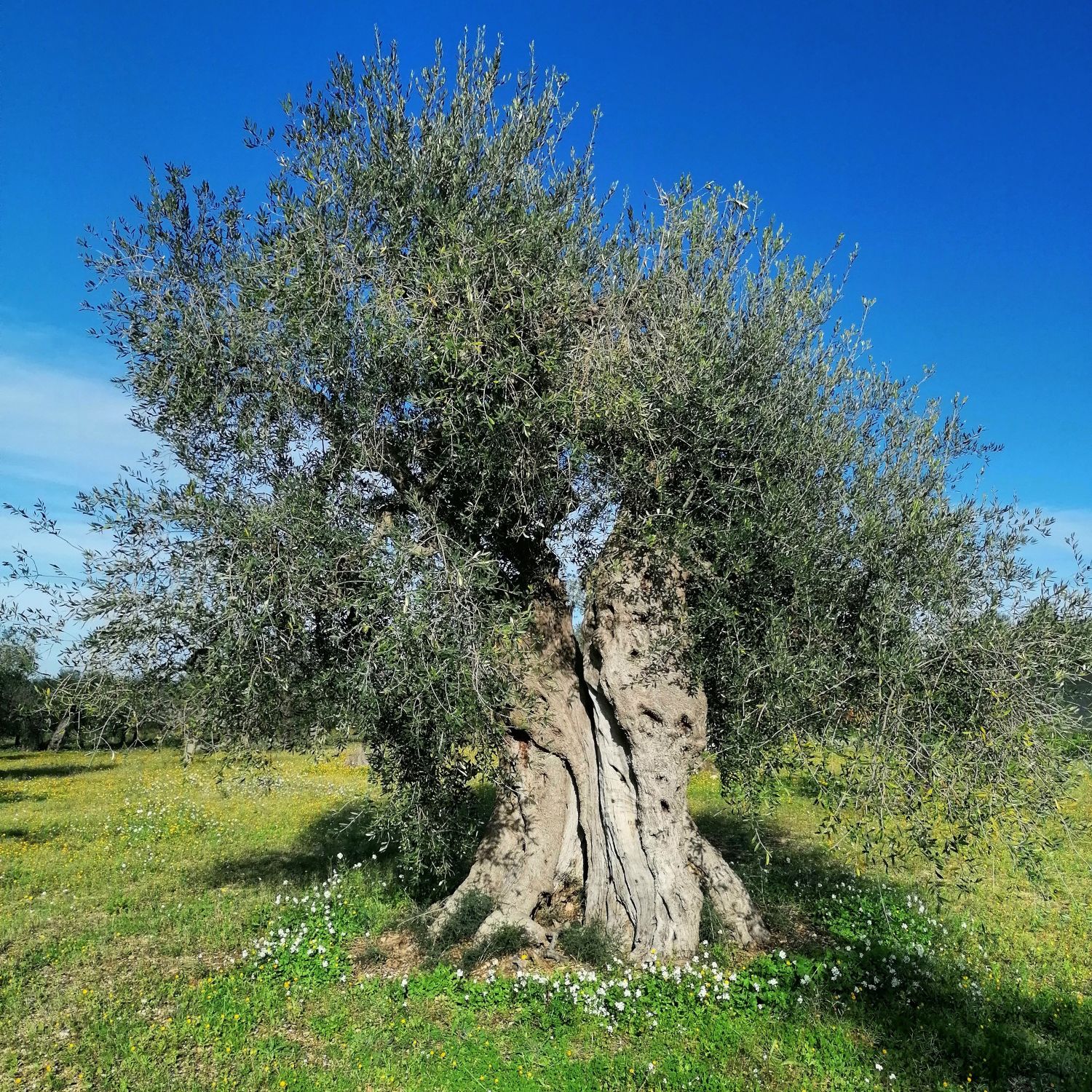 Tenuta la Marchesa oil
