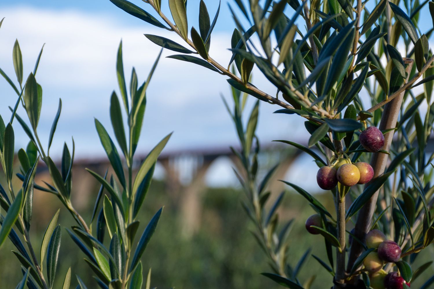 Arbequina EVOO early harvest
