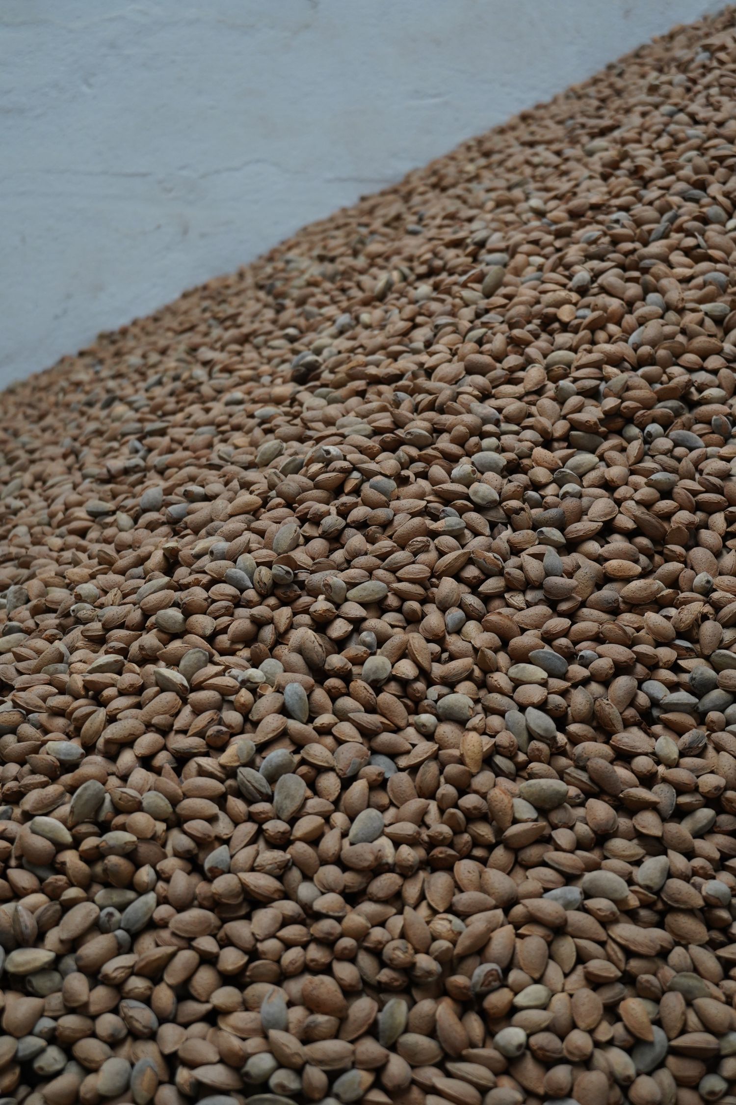 Almond in shell