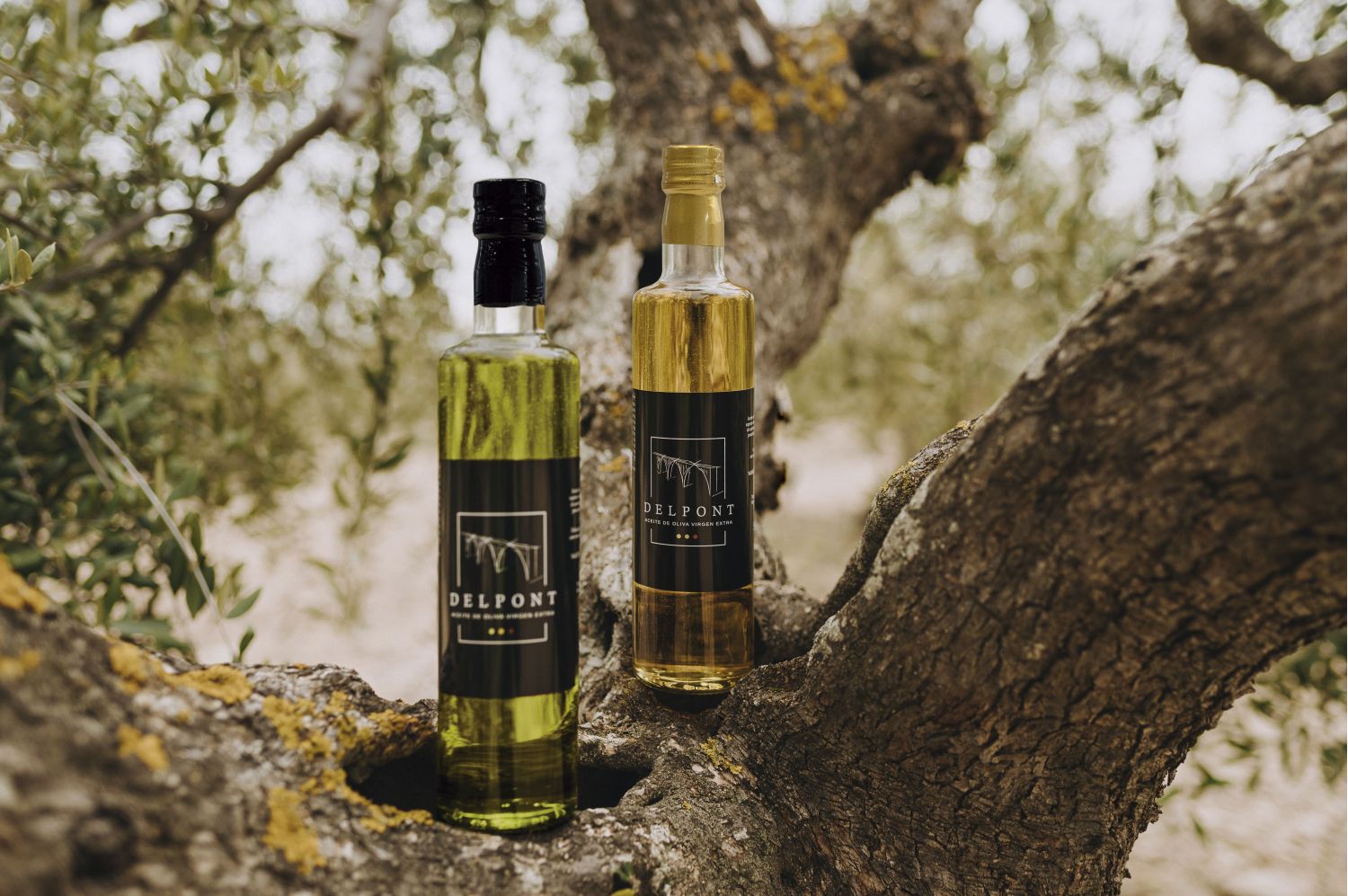 Arbequina EVOO + Empeltre early harvest