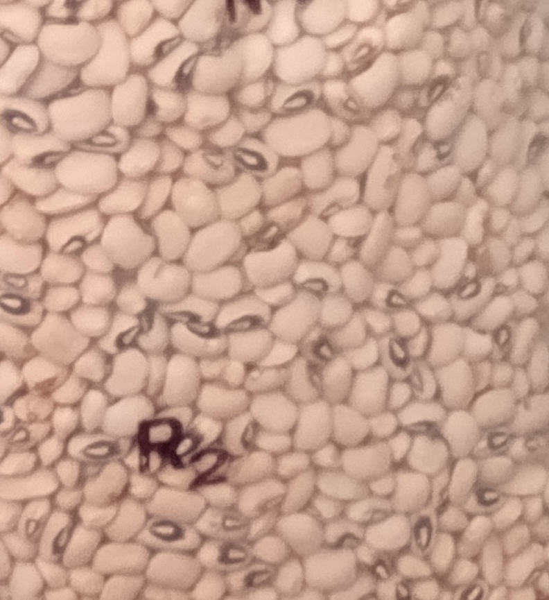 Cowpea