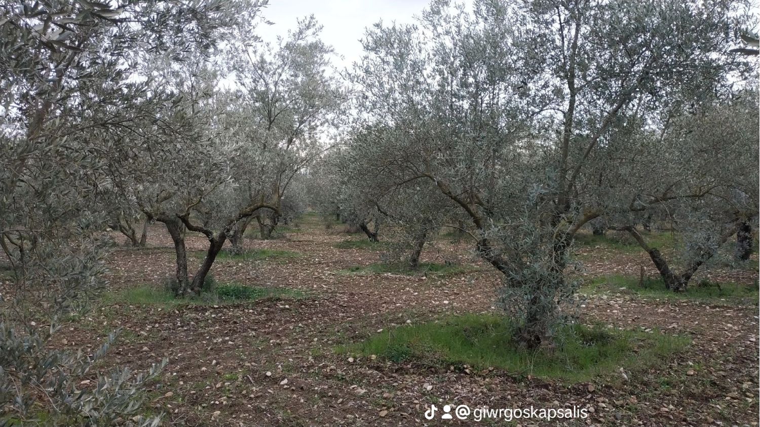 EVOO 5l TIN Can Greece