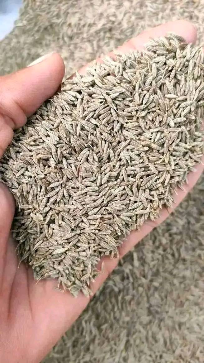 Cumin seeds